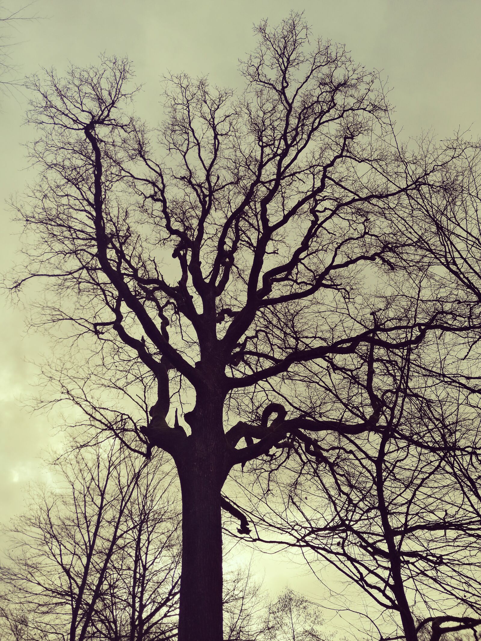 HUAWEI SNE-LX1 sample photo. Tree, baum, nature photography