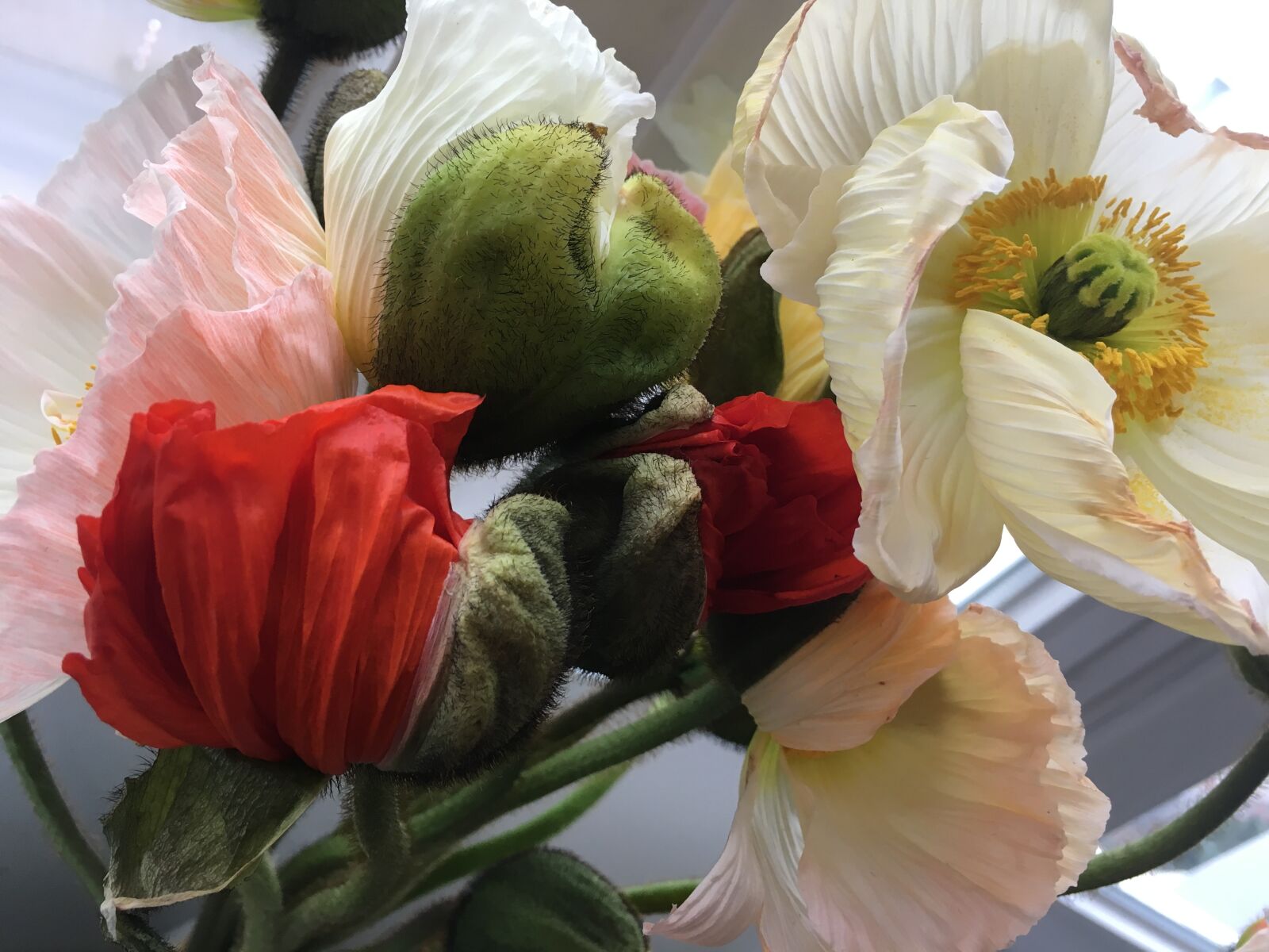 Apple iPhone 6s sample photo. Flowers, anemone, color photography