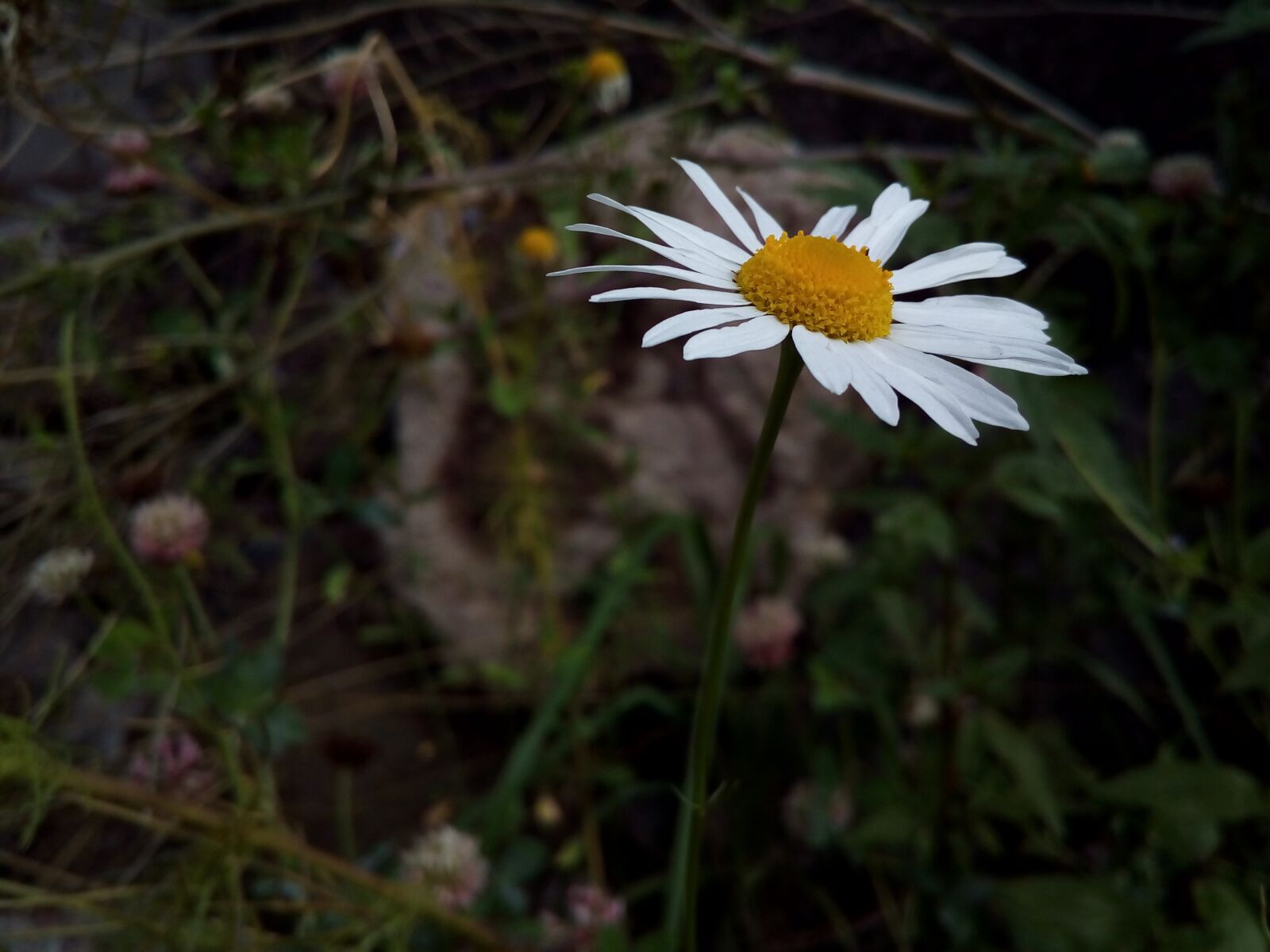 ASUS ZenFone Go (ZC500TG) sample photo. Daisy, popovic, flower photography