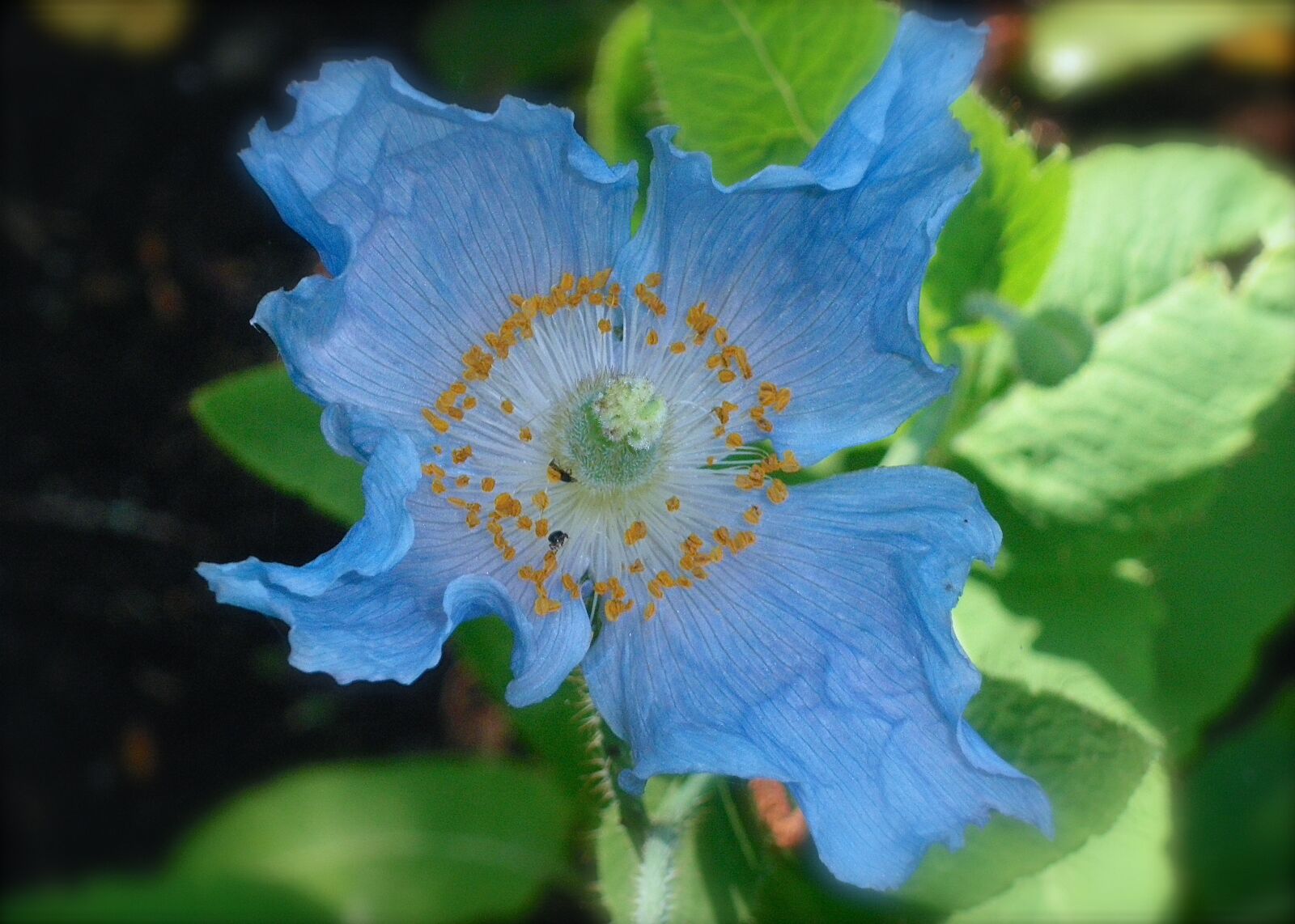 Pentax Optio M60 sample photo. Flower, blue poppy, garden photography
