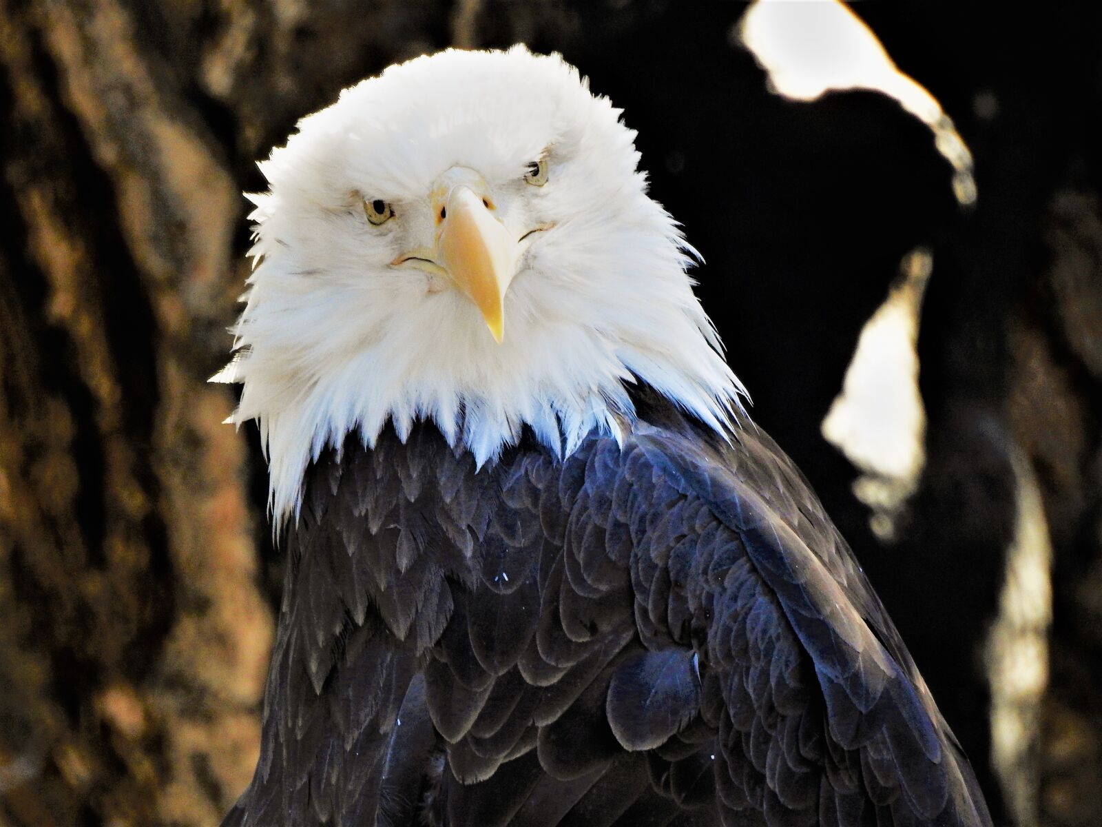 Nikon Coolpix P900 sample photo. Bird, nature, wildlife photography