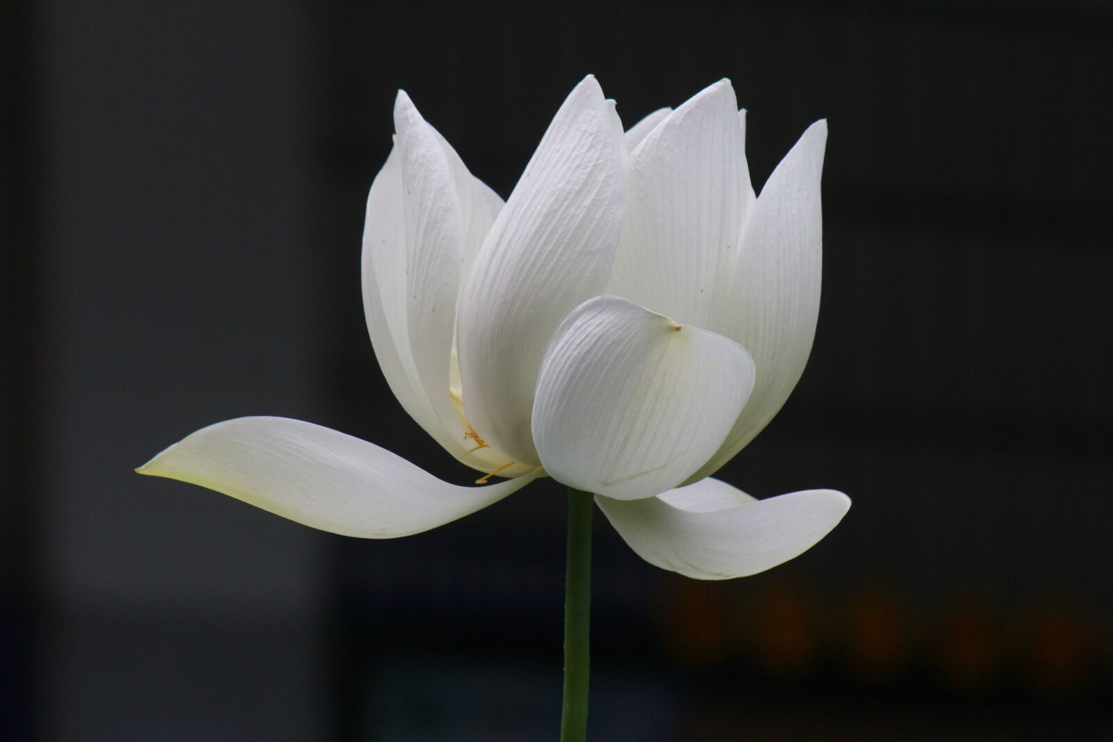 Canon EOS 550D (EOS Rebel T2i / EOS Kiss X4) sample photo. Lotus, plant, flower photography