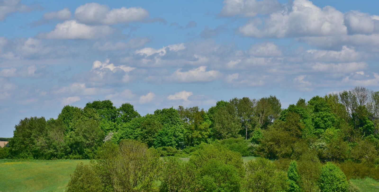 Nikon D7200 sample photo. Nature, panorama, tree photography