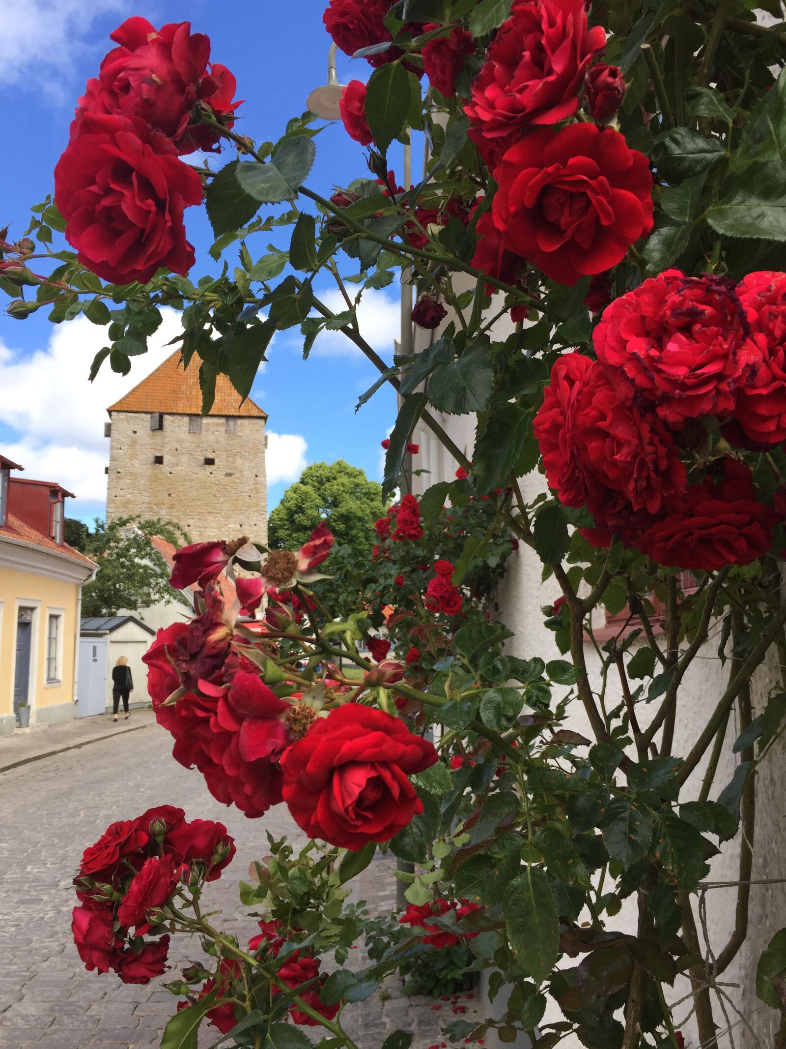 iPhone 6 back camera 4.15mm f/2.2 sample photo. Gotland, visby, ros photography