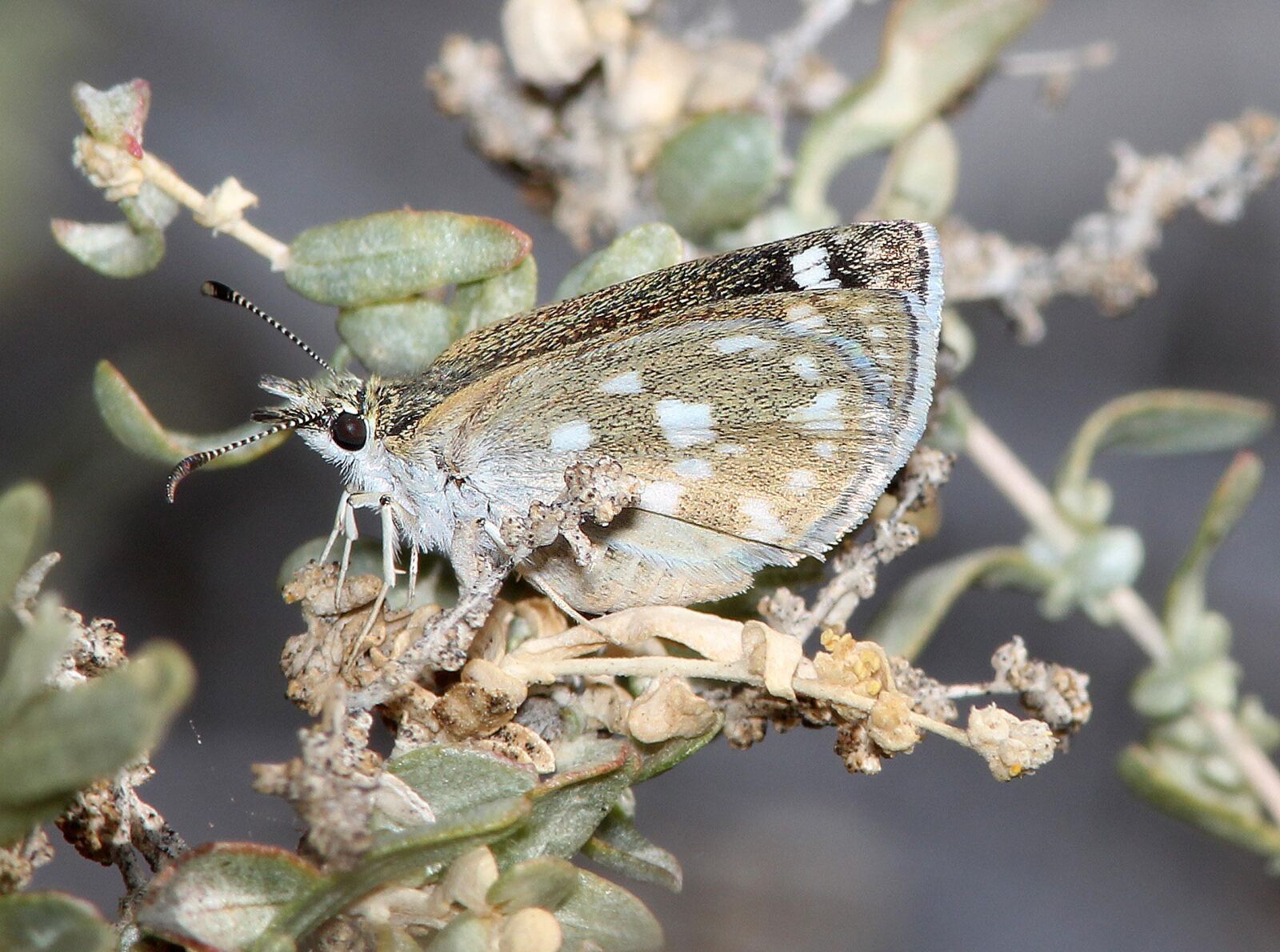 Canon EF 300mm F4L IS USM sample photo