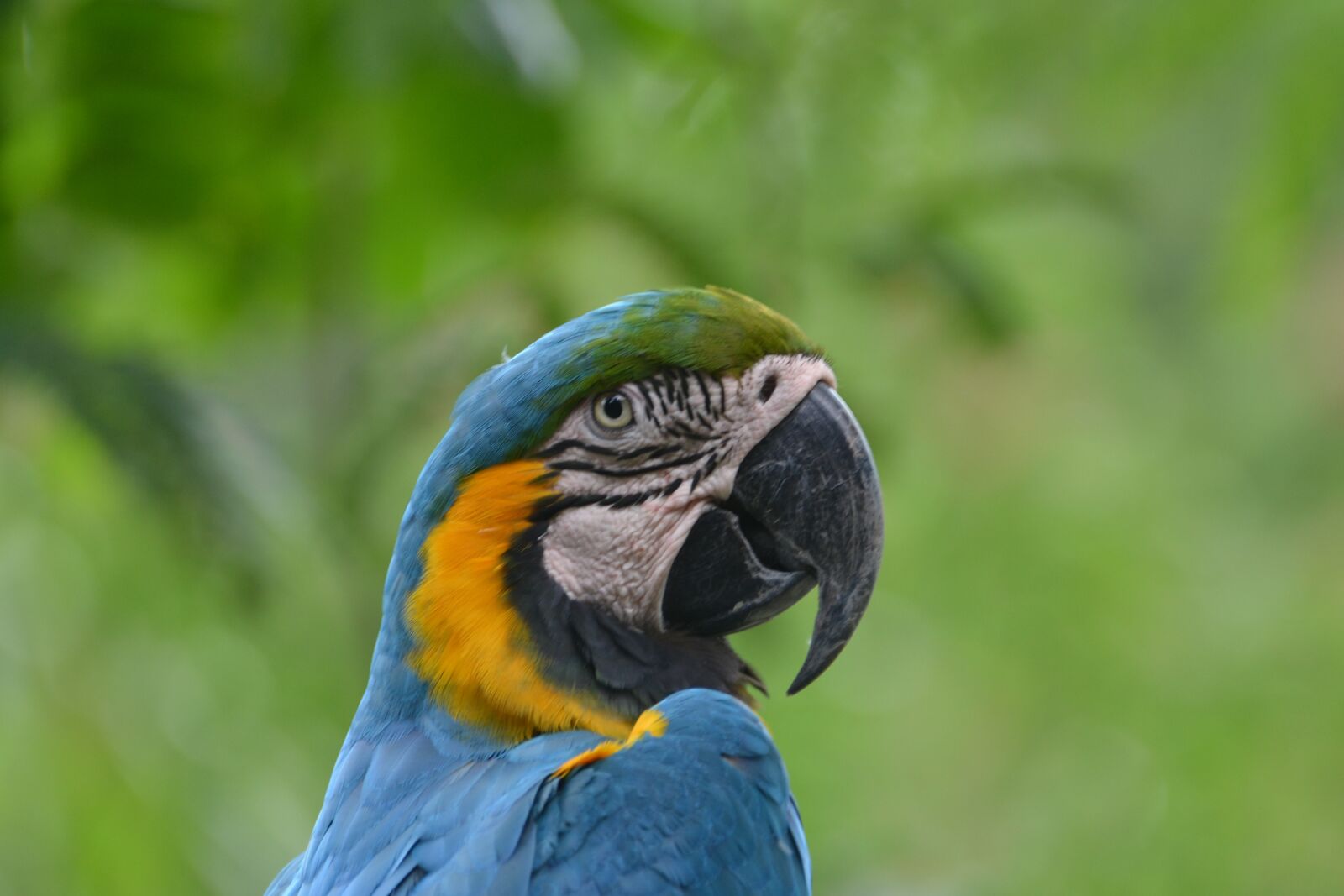 Nikon D3100 sample photo. Bird, macaw, parrot photography