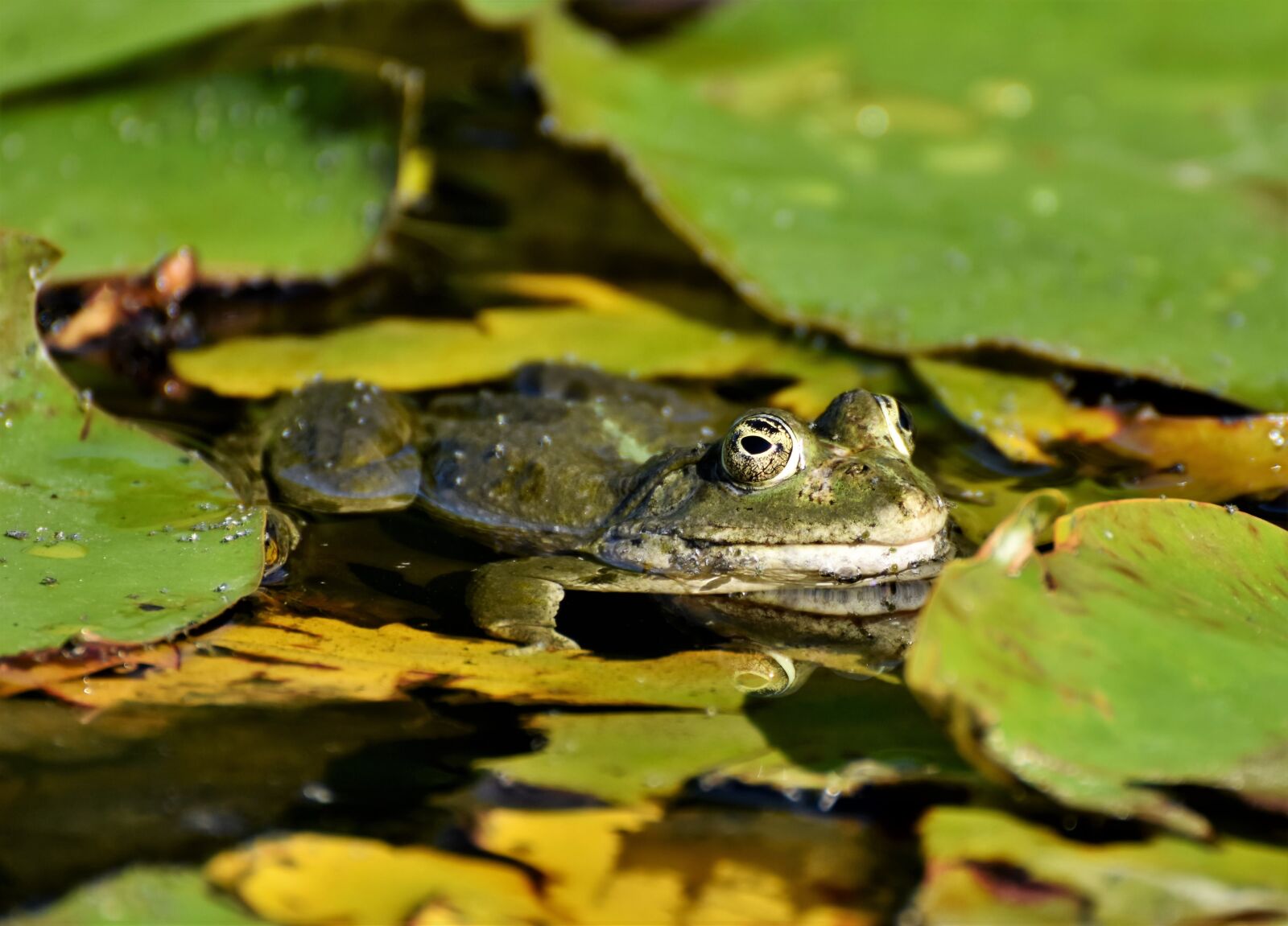 Nikon D7200 sample photo. Frog, toad, amphibians photography