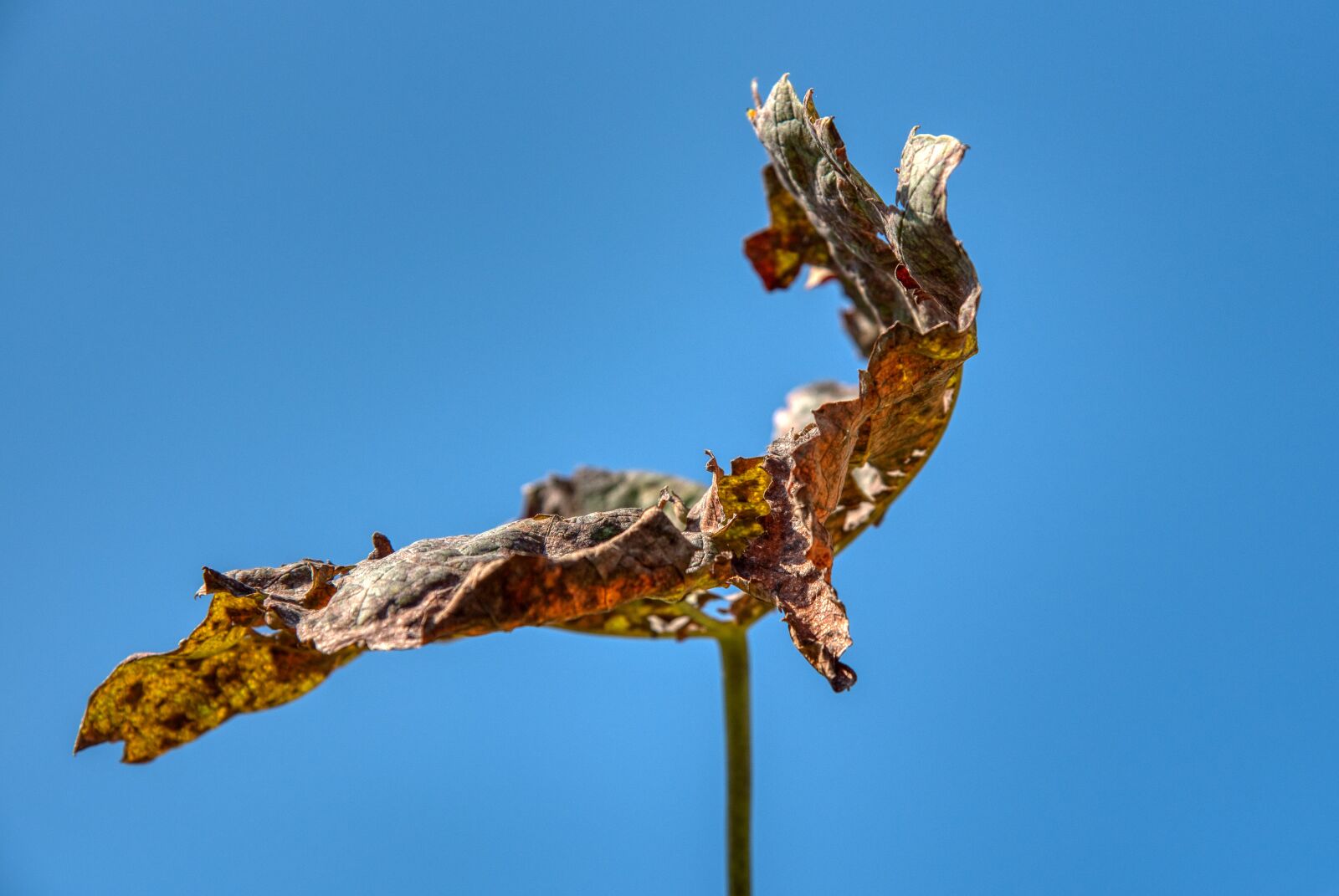 Nikon D750 sample photo. Wine leaf, wither, dry photography