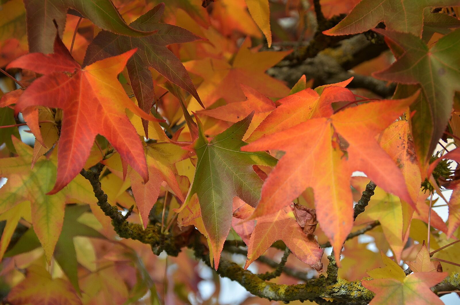 Nikon D7000 sample photo. Nature, leaves fall, colorful photography