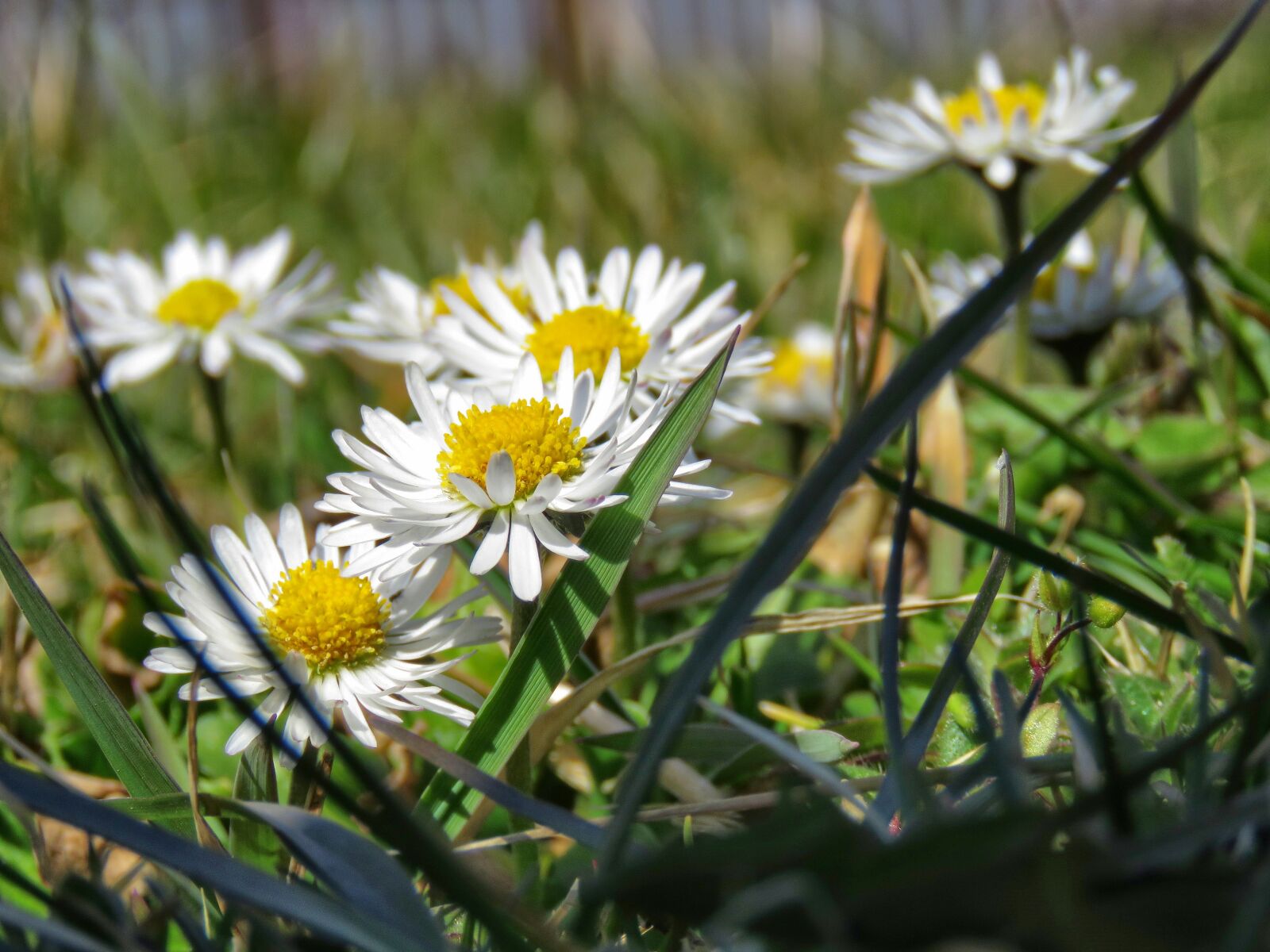 Canon PowerShot SX60 HS sample photo. Daisies, daisy, flowers photography