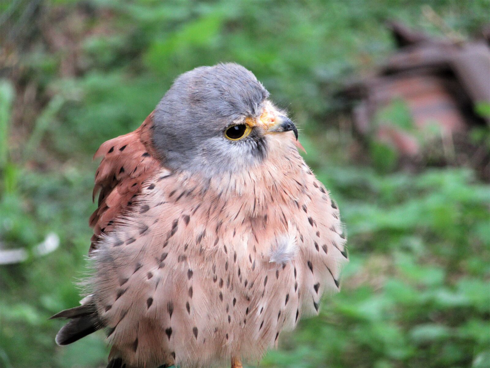Canon PowerShot SX610 HS sample photo. Kestrel, plumage, bird photography