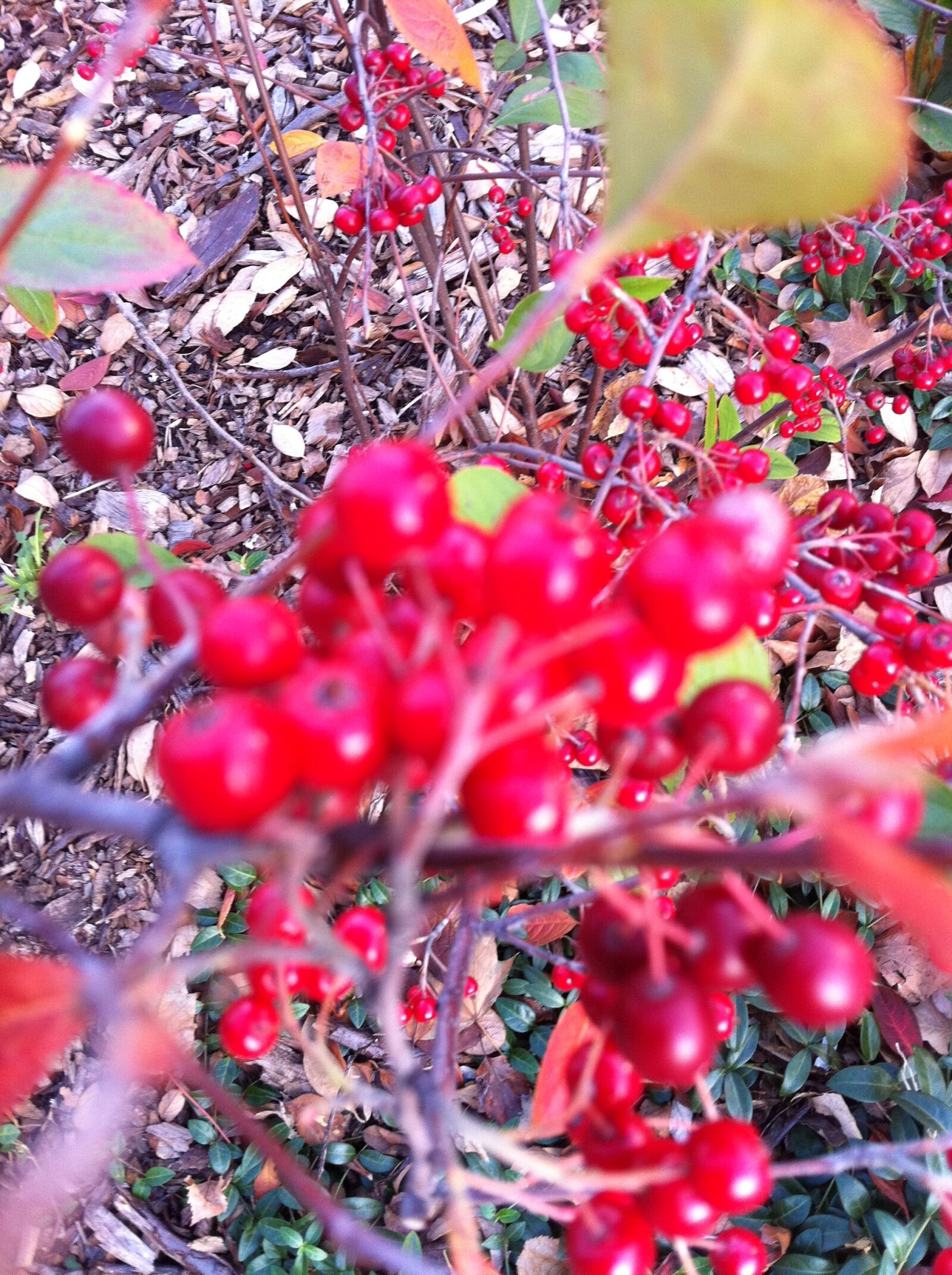 Apple iPhone 4 sample photo
