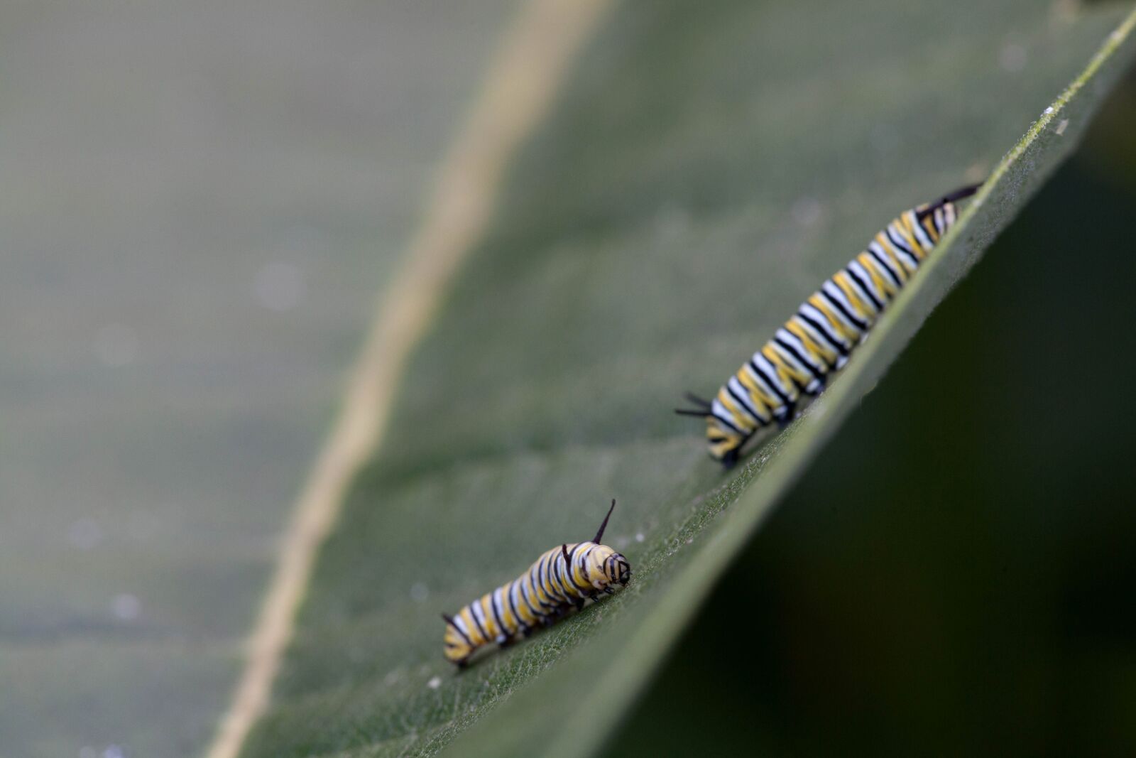 Canon EOS 5D Mark II sample photo. Two, butterfly, larvae, feeding photography