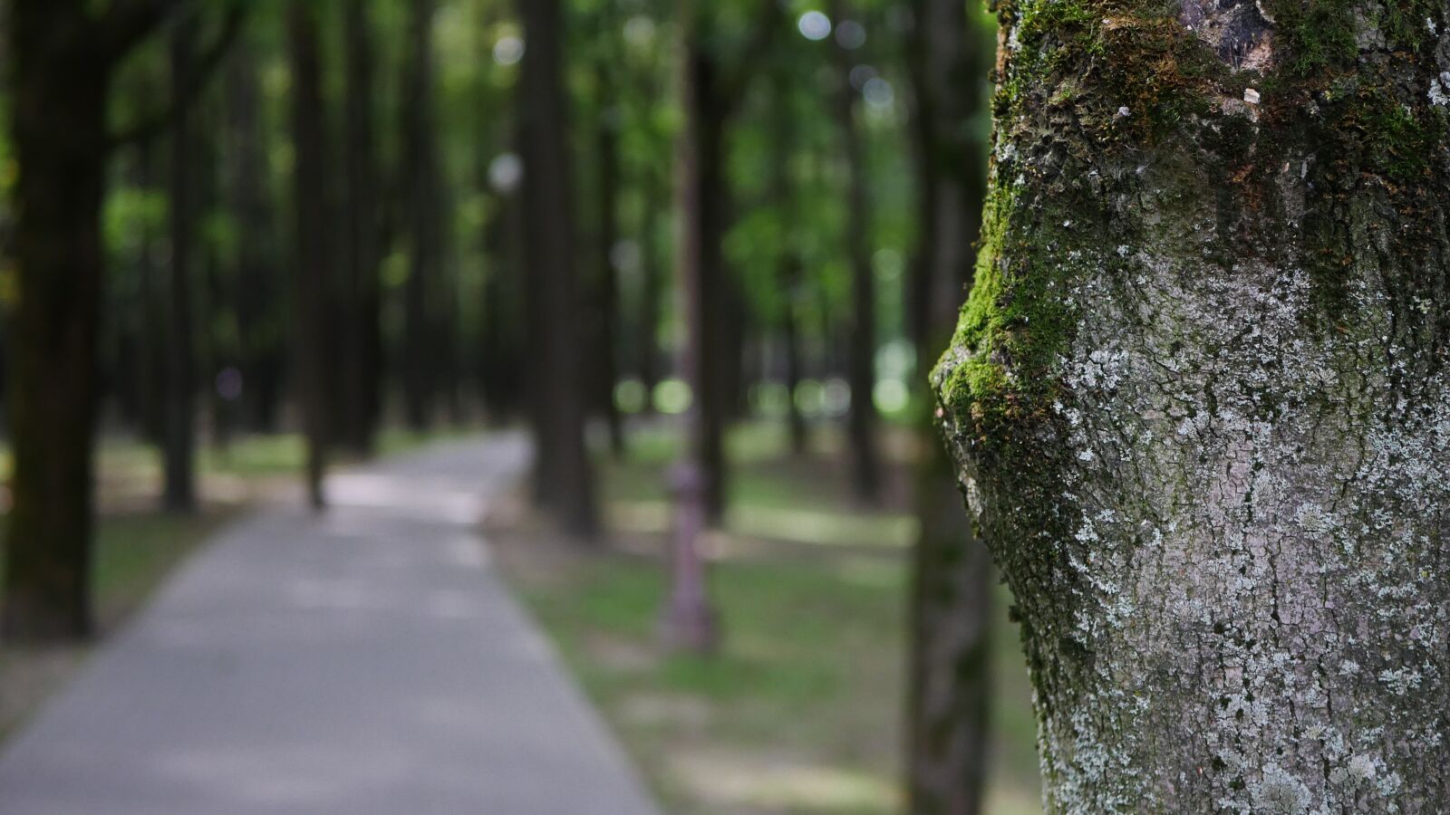 Panasonic Lumix DMC-G7 sample photo. Park, forest, nature photography