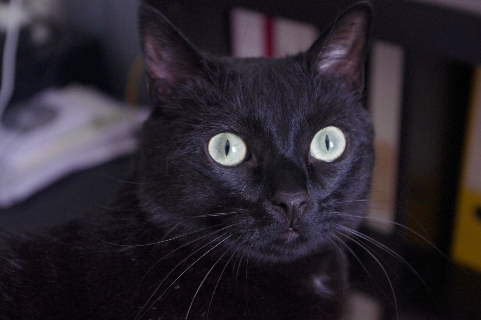 Pentax K-x sample photo. Black cat, head, cat photography