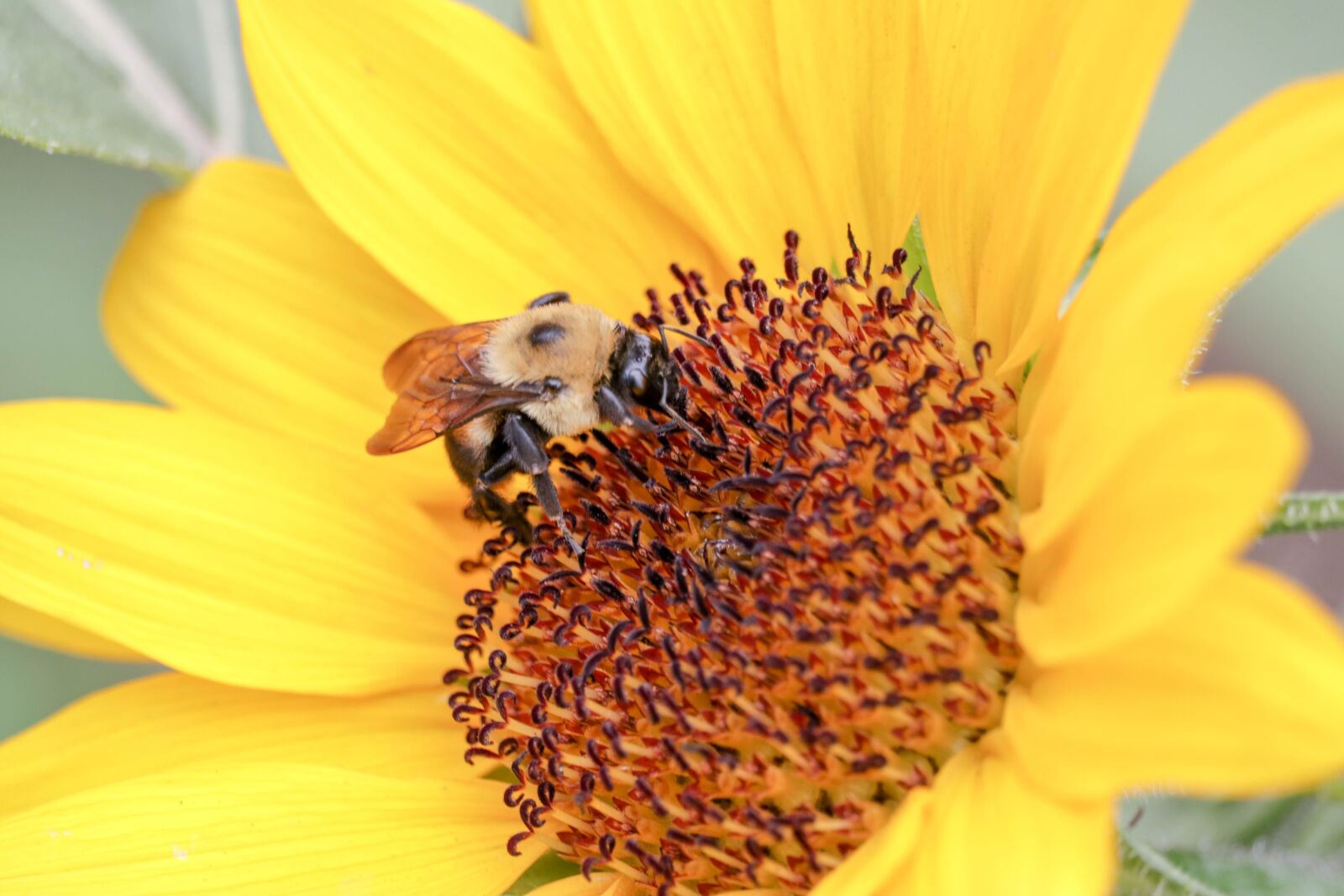Canon EF-S 55-250mm F4-5.6 IS STM sample photo. Bee, flower, sunflower photography