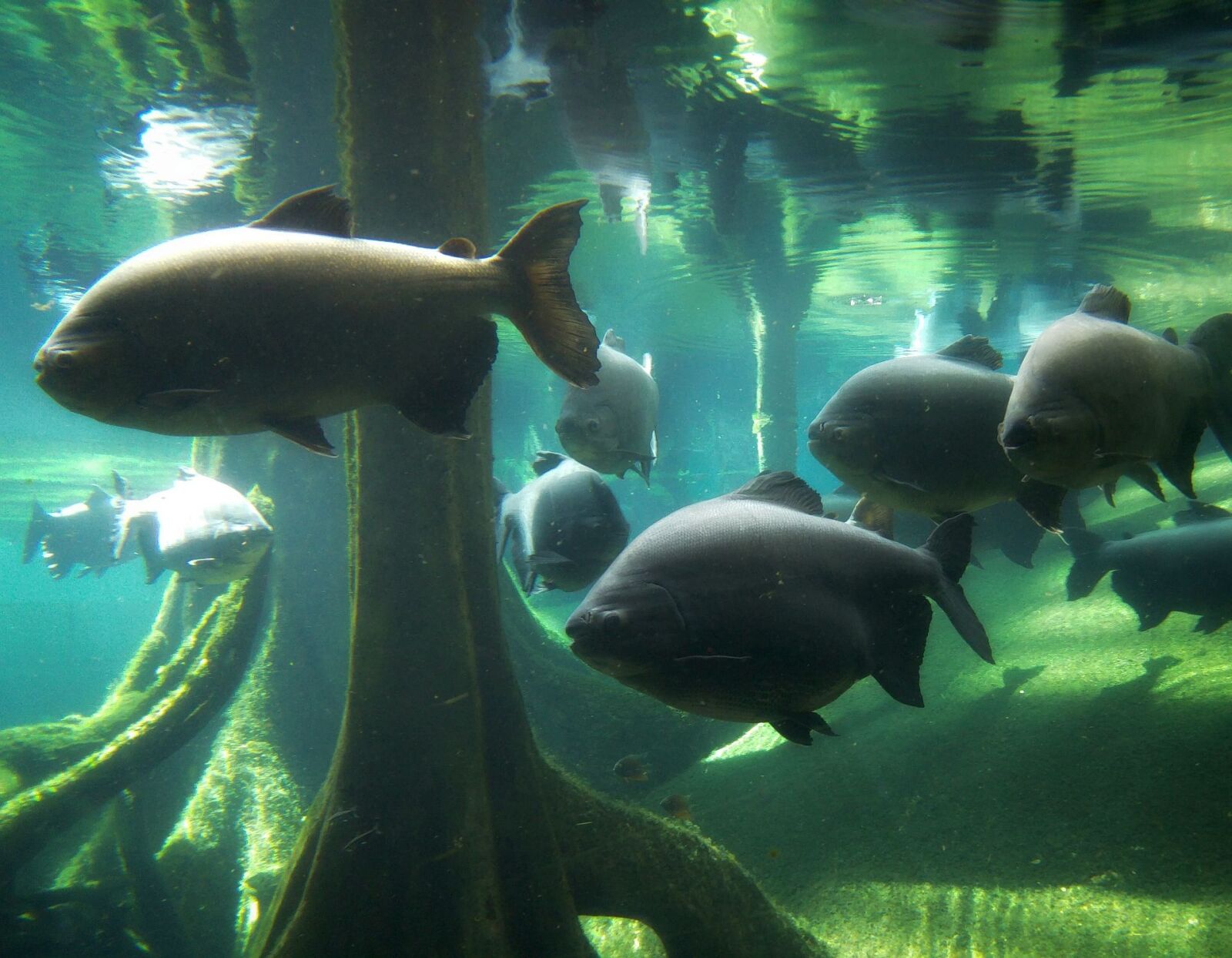 LG G4 sample photo. Fish, aquarium, mar photography