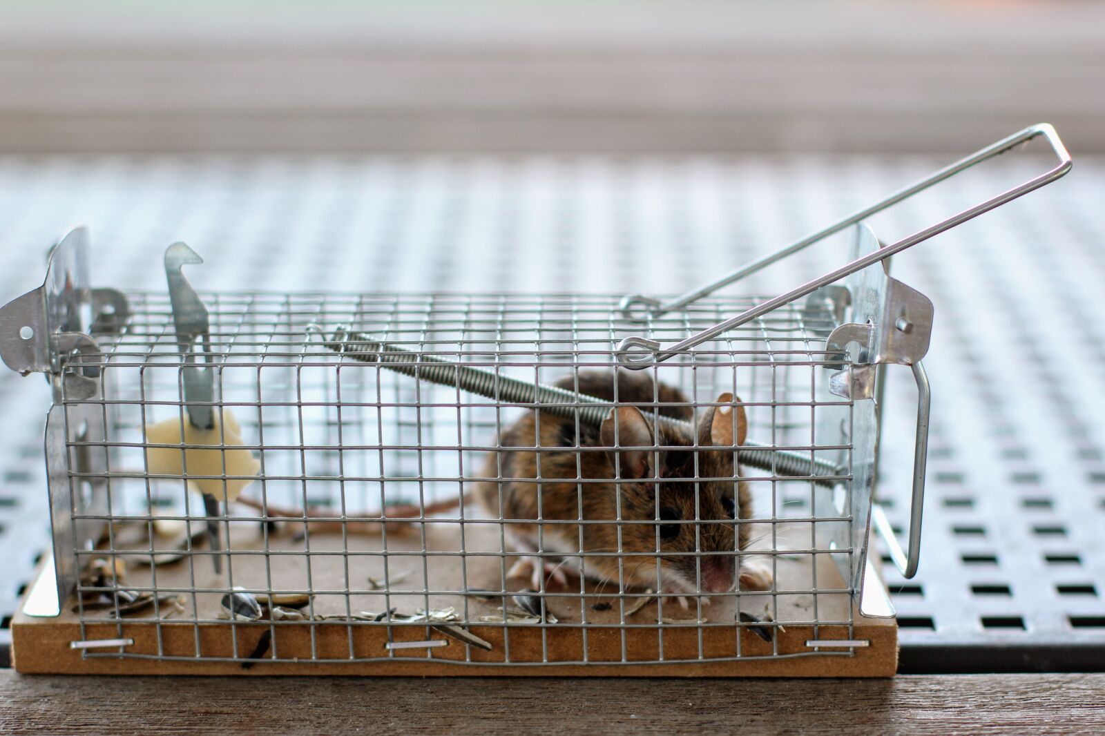 Canon EOS 60D + Canon EF 50mm F1.4 USM sample photo. Mouse, mousetrap, case photography
