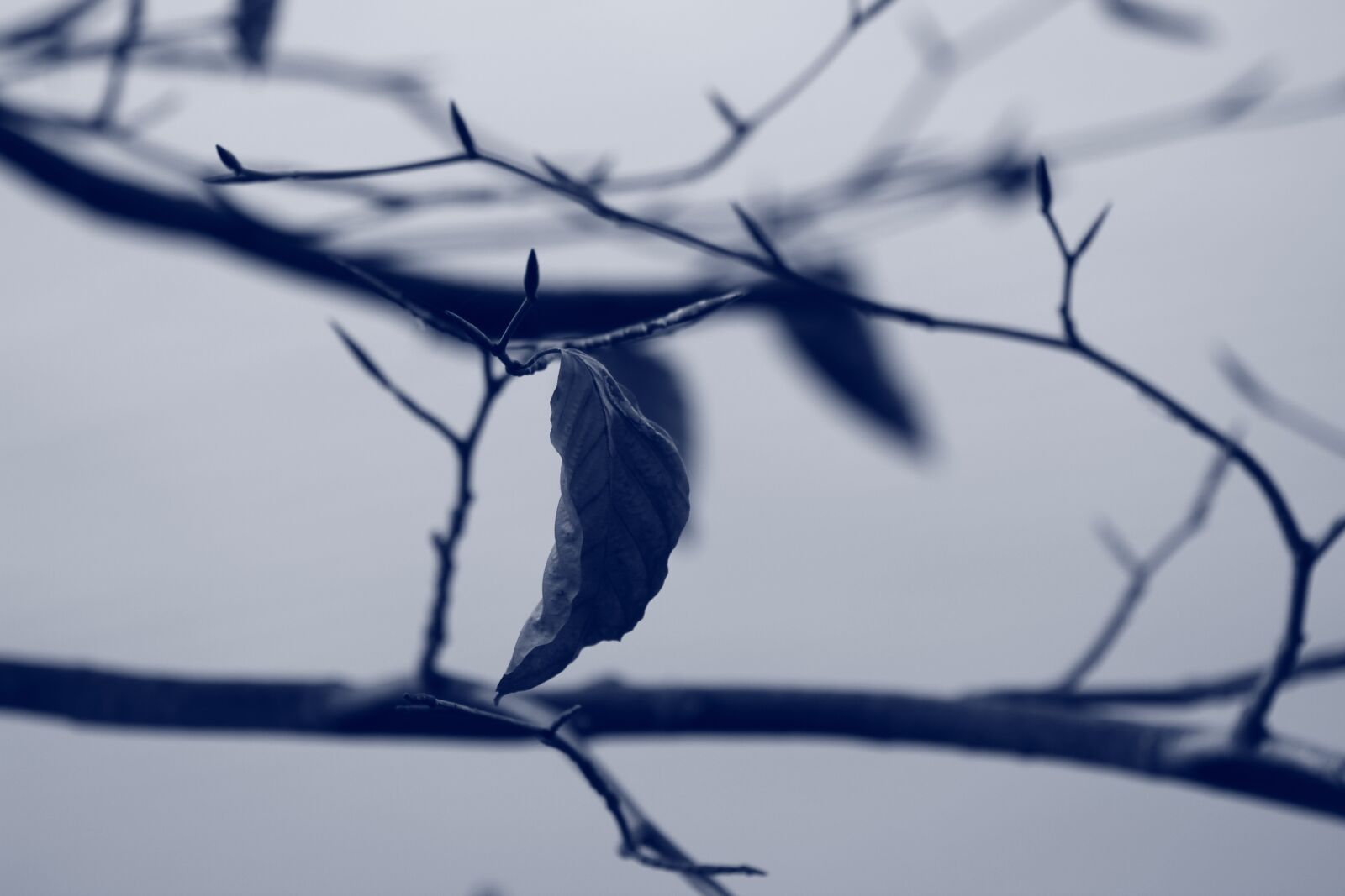 Canon EF 75-300mm f/4-5.6 sample photo. Leaf, nature, spring photography