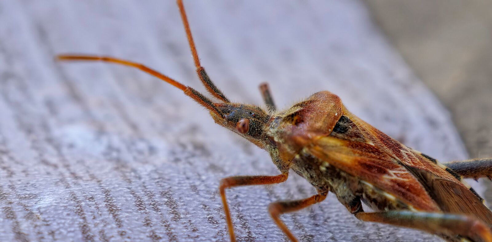 Panasonic Lumix DC-G9 sample photo. Insects, bug, h t photography