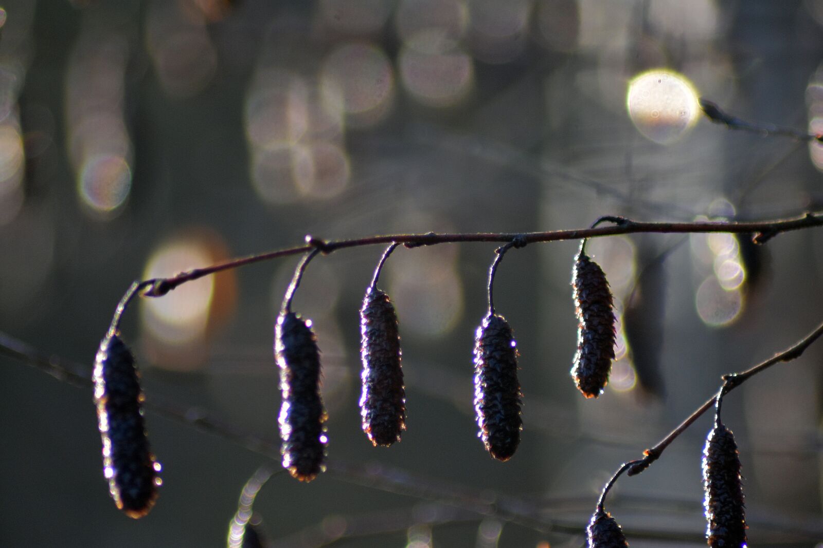 Nikon D3400 sample photo. Hazel, autumn, green photography
