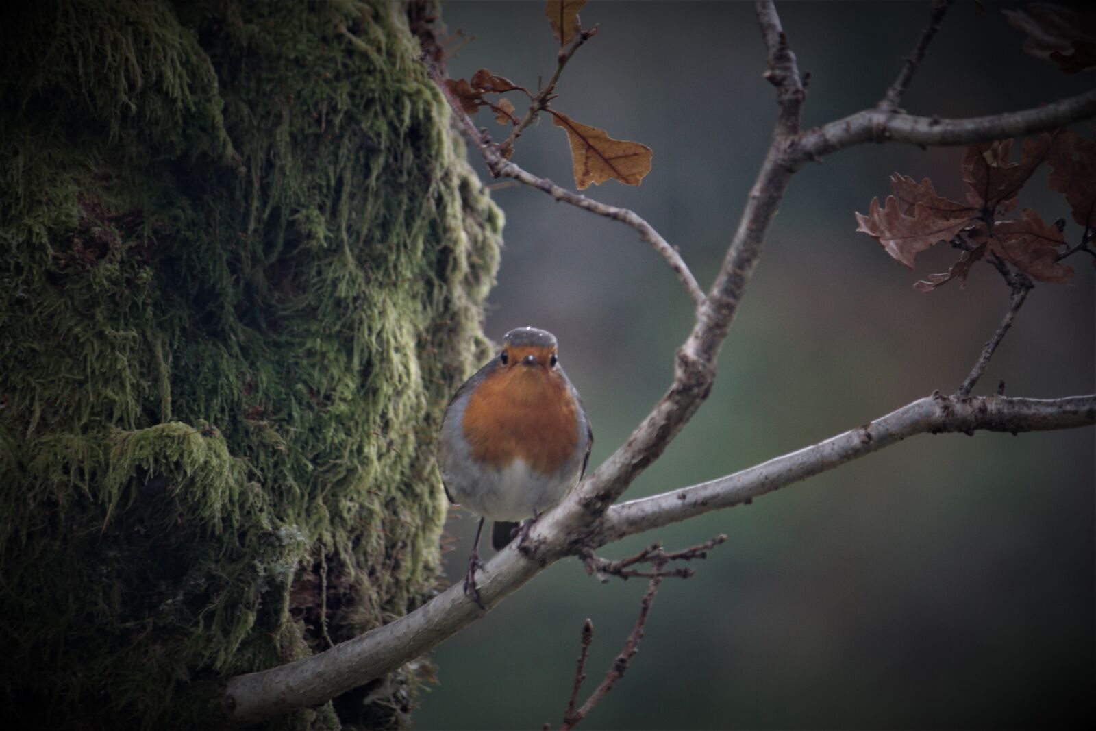 Canon EOS 450D (EOS Rebel XSi / EOS Kiss X2) sample photo. Robin, bird, fauna photography