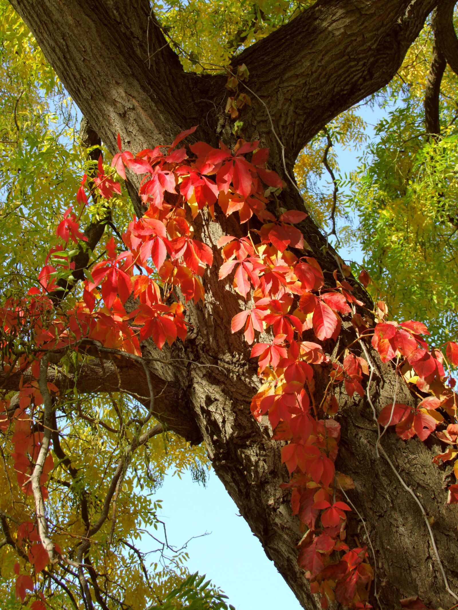 Fujifilm FinePix S100fs sample photo. Autumn, wild grapes, red photography