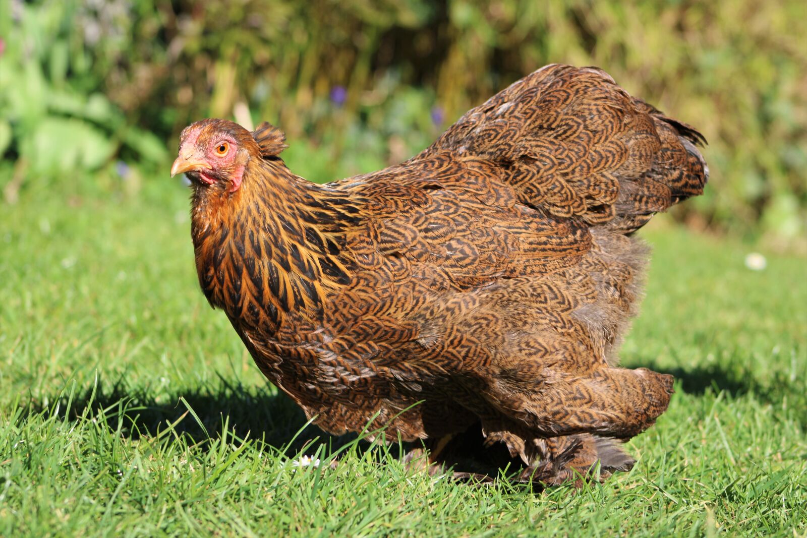 Canon EOS 2000D (EOS Rebel T7 / EOS Kiss X90 / EOS 1500D) sample photo. Chicken, hen, poultry photography