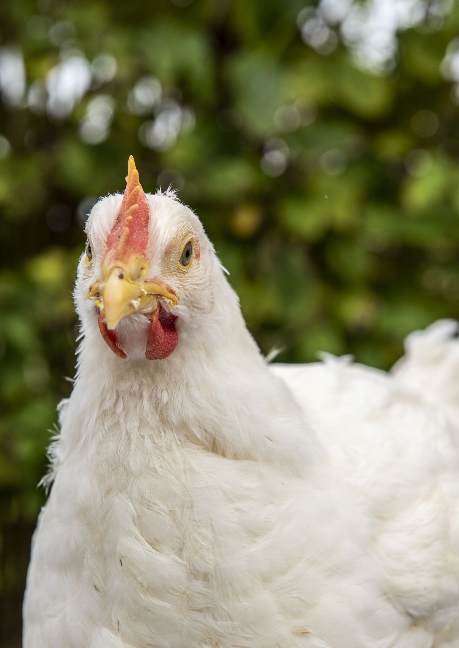 Nikon D750 sample photo. Chicken, food, egg photography