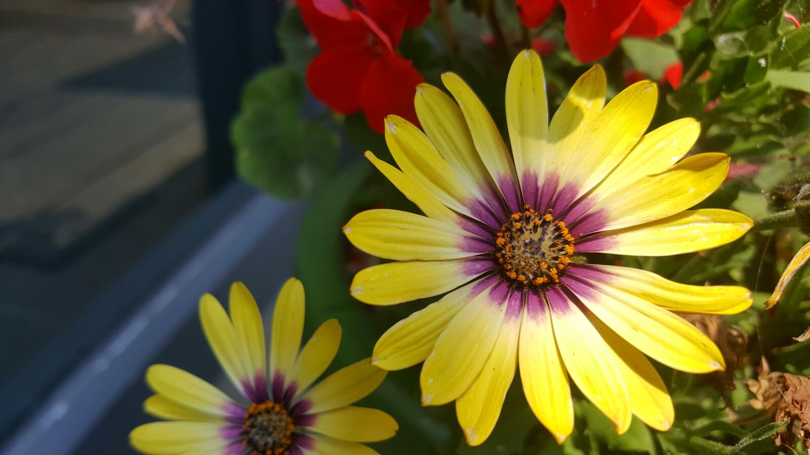Samsung Galaxy Note5 sample photo. Spring, flowers, the see photography