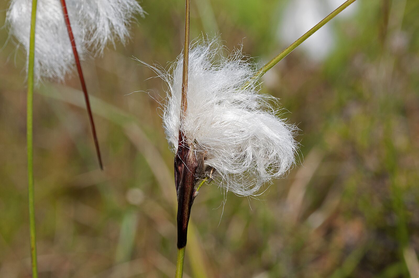 Nikon D90 sample photo. Eriophorum, eriophorum angustifolium, ängsull photography