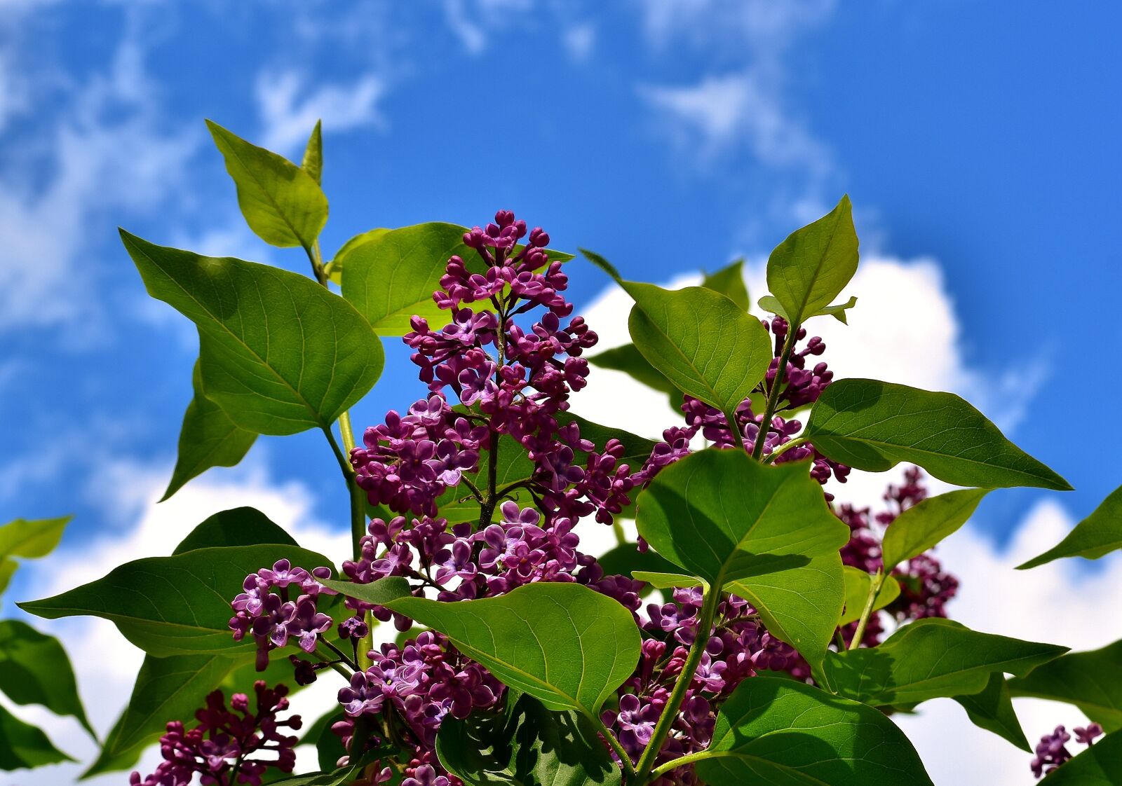 Nikon D7200 sample photo. Lilac, bush, bloom photography