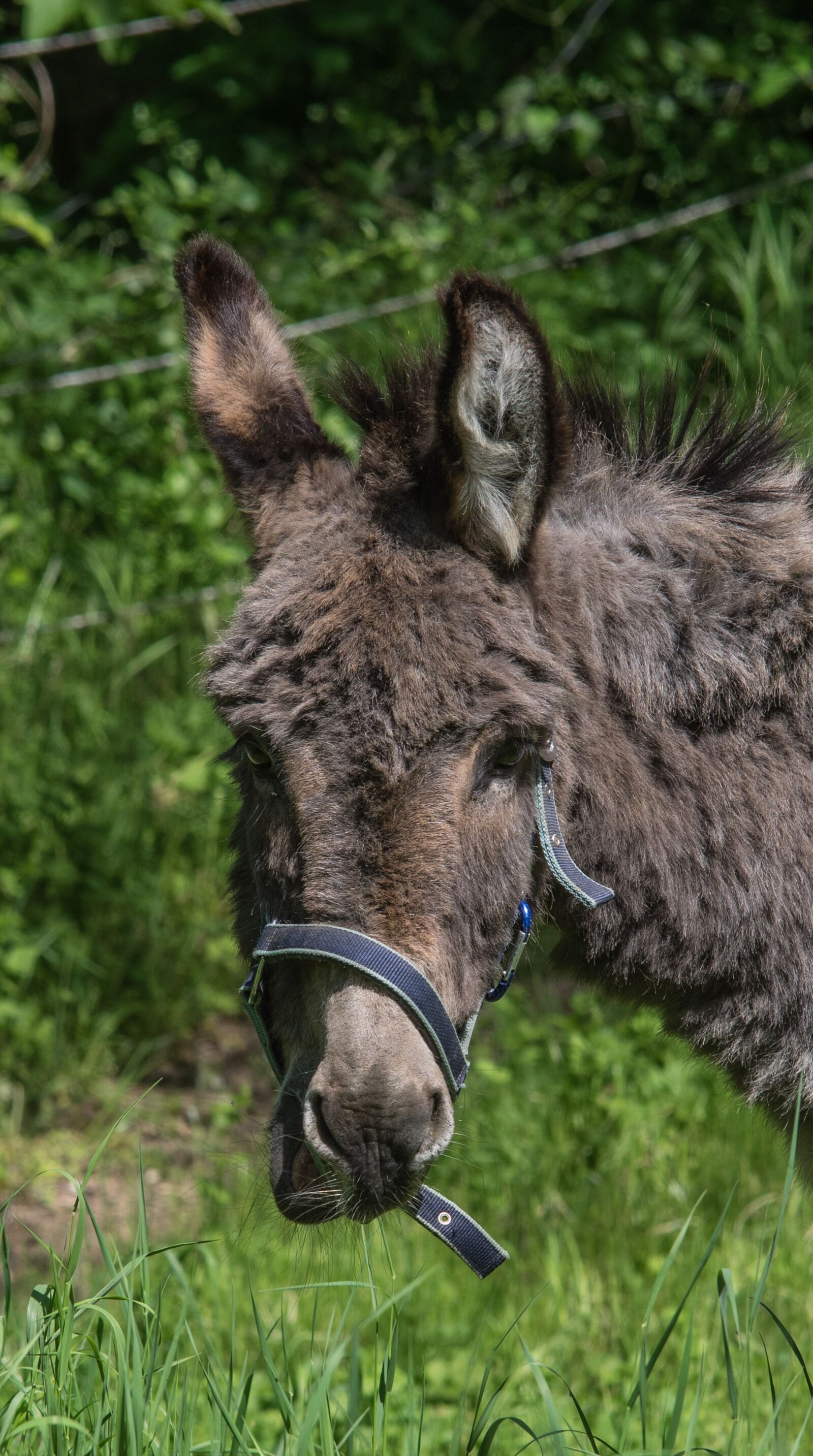 Tamron SP AF 70-200mm F2.8 Di LD (IF) MACRO sample photo. Donkey, nature, animal photography