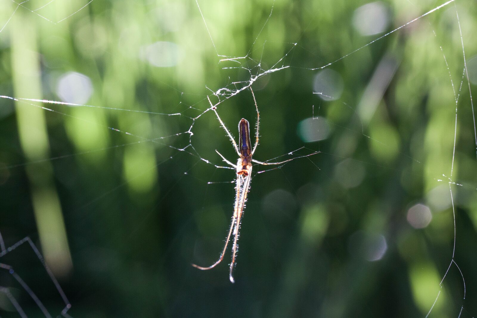 Canon EOS 50D sample photo. Strecker spider, tetragnatha extensa photography