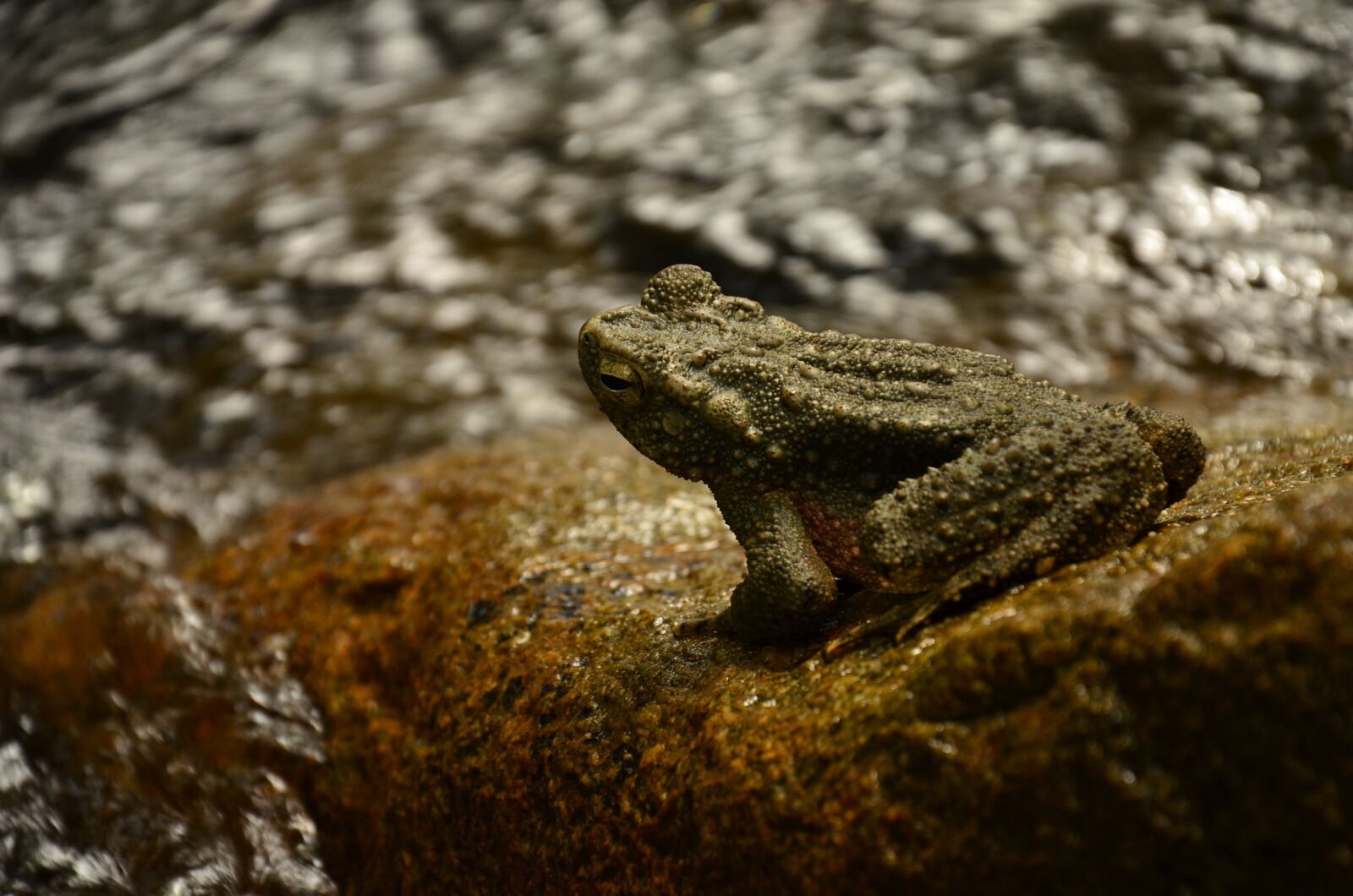 Nikon D7000 sample photo. Frog, river, frog on photography