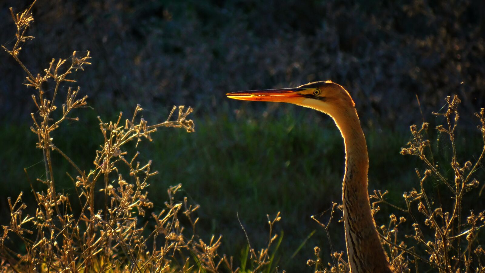 Sony Cyber-shot DSC-HX300 sample photo. Bird, heron, golden hour photography