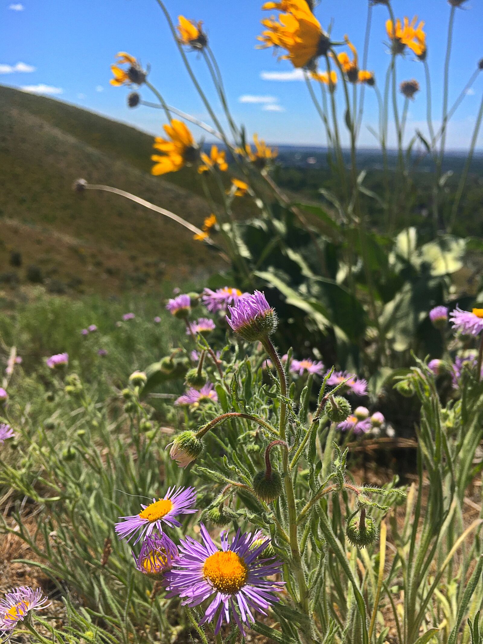 Apple iPhone 6s sample photo. Wildflowers, outdoors, wildflower photography