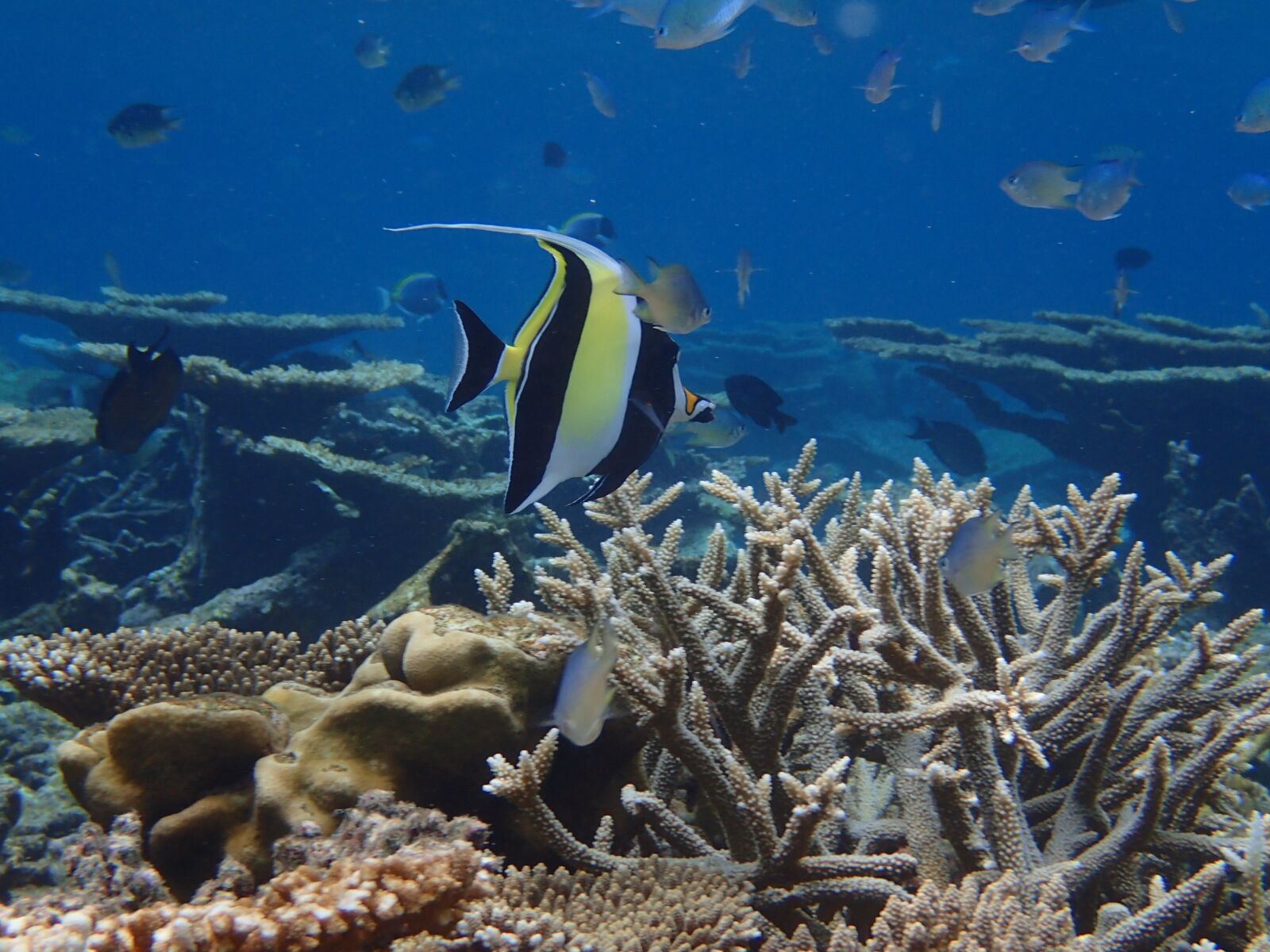 Olympus TG-4 sample photo. Maldives, the indian ocean photography