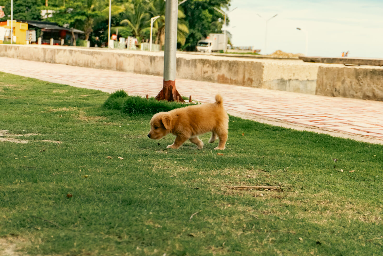 Sony ZV-E10 sample photo. Puppy photography
