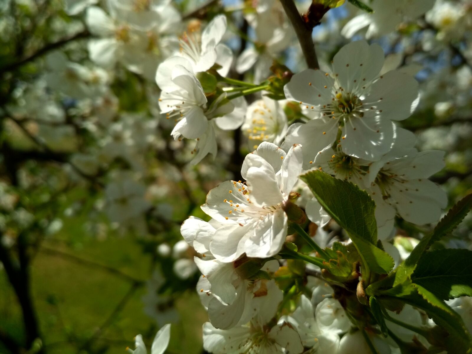 Xiaomi Redmi 4X sample photo. Tree, flower, flora photography