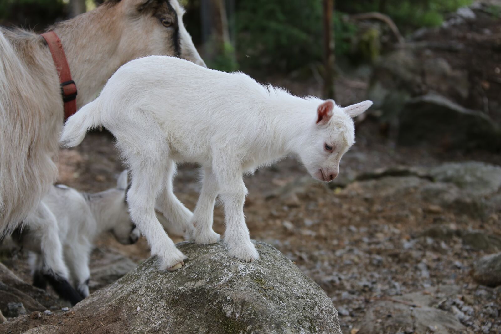 Canon EF 28-300mm F3.5-5.6L IS USM sample photo. Goat, kid, mammal photography