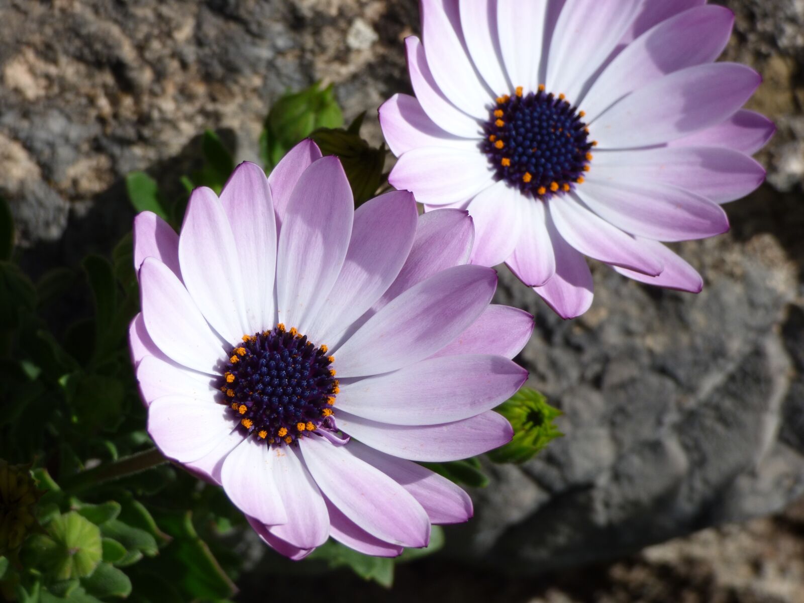 Panasonic Lumix DMC-FZ70 sample photo. Flowers, daisy, detail photography