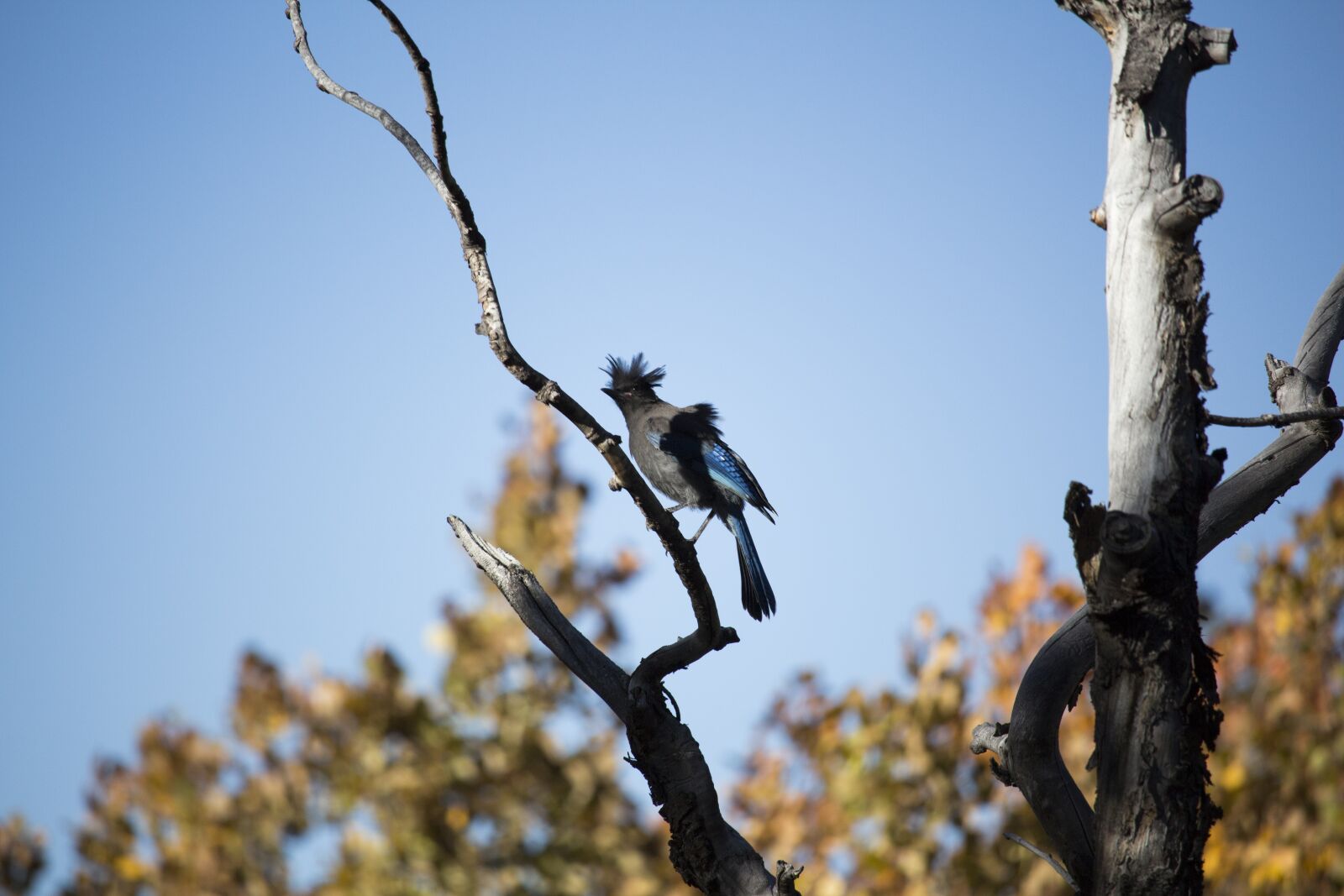 Canon EOS 700D (EOS Rebel T5i / EOS Kiss X7i) sample photo. Mountains, bird, rocky mountain photography