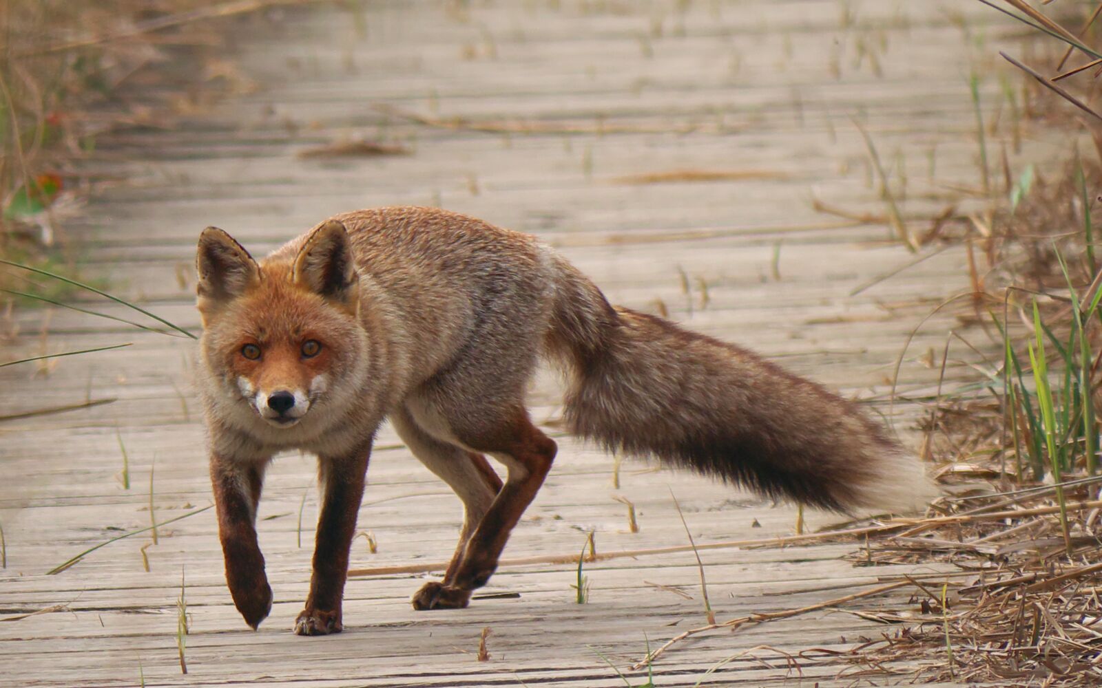Panasonic Lumix DMC-GX7 sample photo. Nature, fauna, predator photography