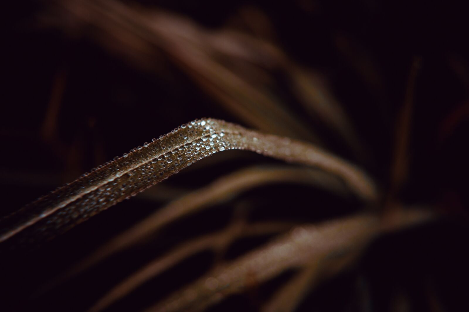 Nikon D3200 sample photo. Grass, macro, nature photography