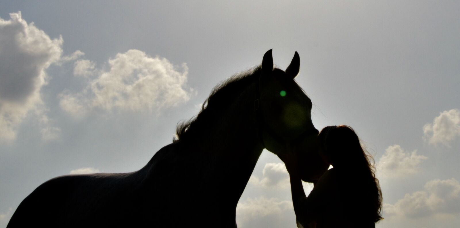 Nikon D3200 sample photo. Horse, sunset, kiss photography