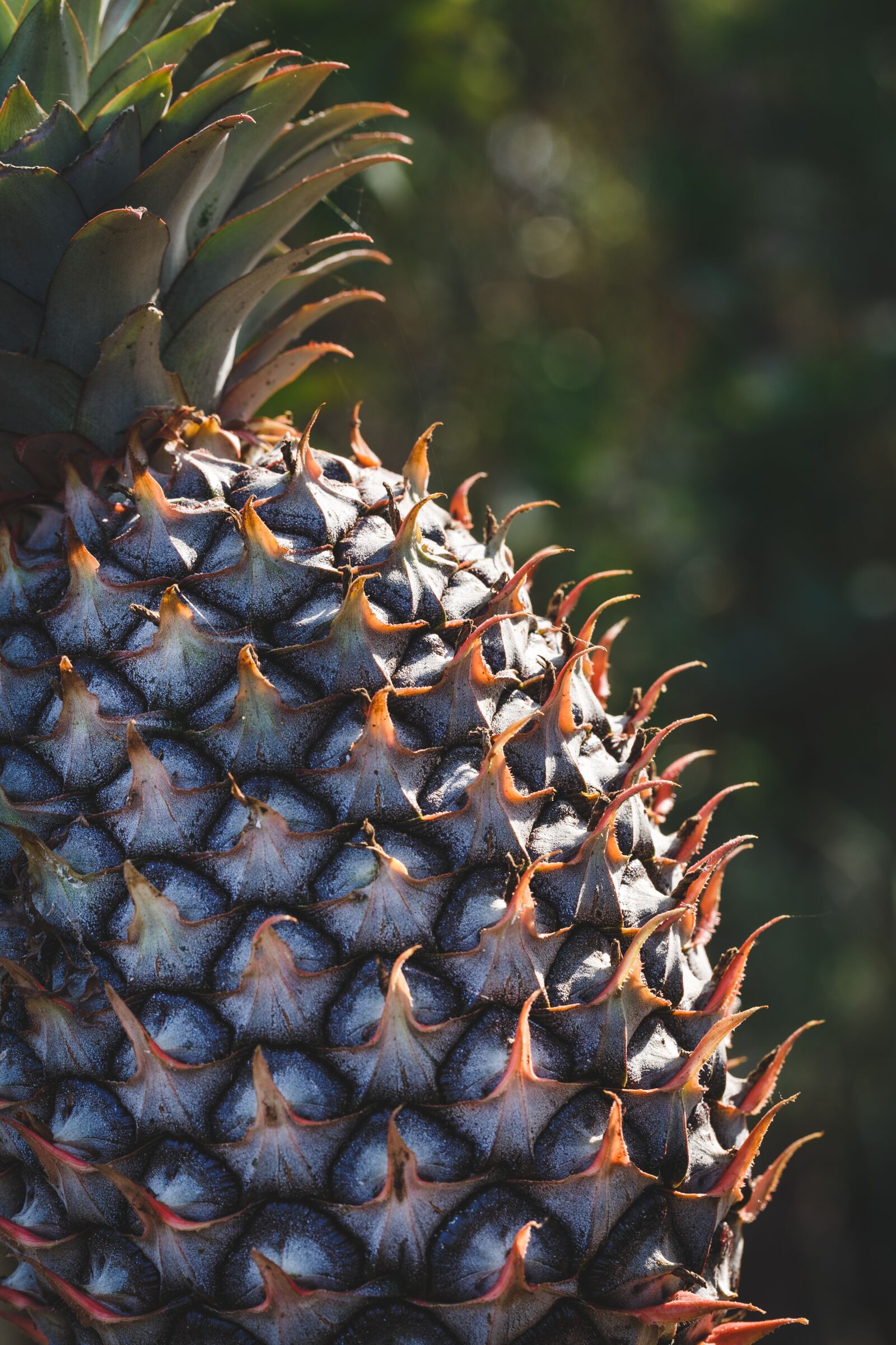 Canon EF 100mm F2.8L Macro IS USM sample photo. Pineapple, skin, peel photography
