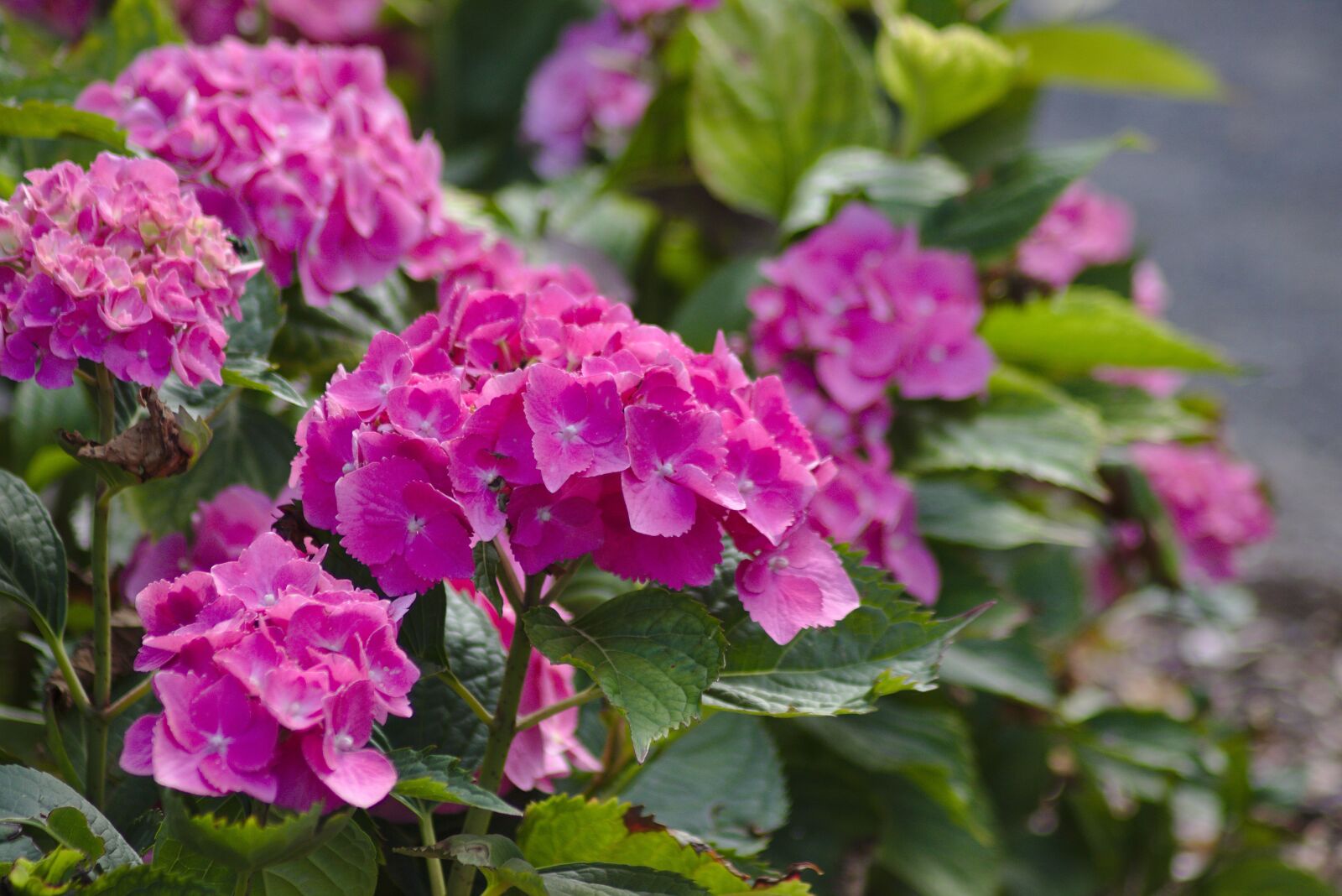 Canon EOS 750D (EOS Rebel T6i / EOS Kiss X8i) sample photo. Flower, plant, nature photography
