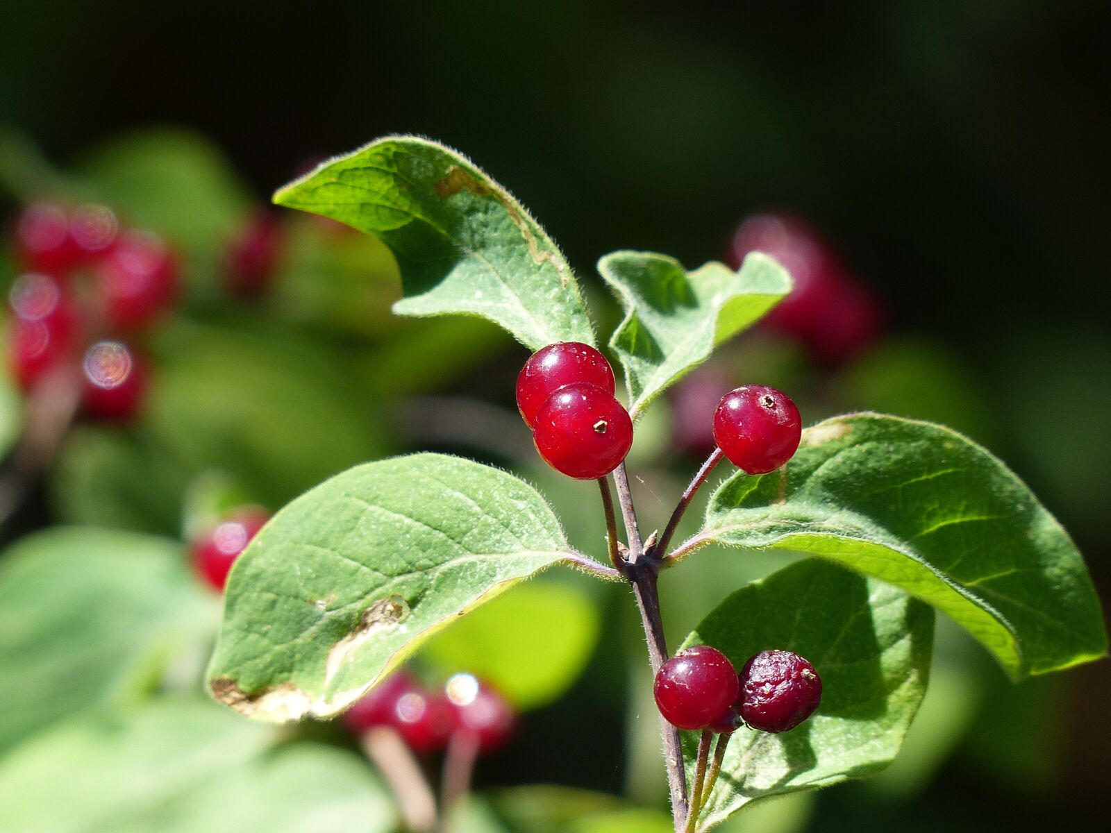 Panasonic Lumix DMC-FZ200 sample photo. Berries, wild, summer photography