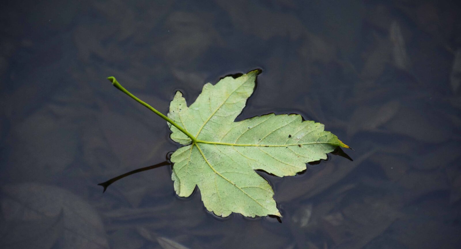 Nikon D3300 sample photo. Green leaf, nature, water photography